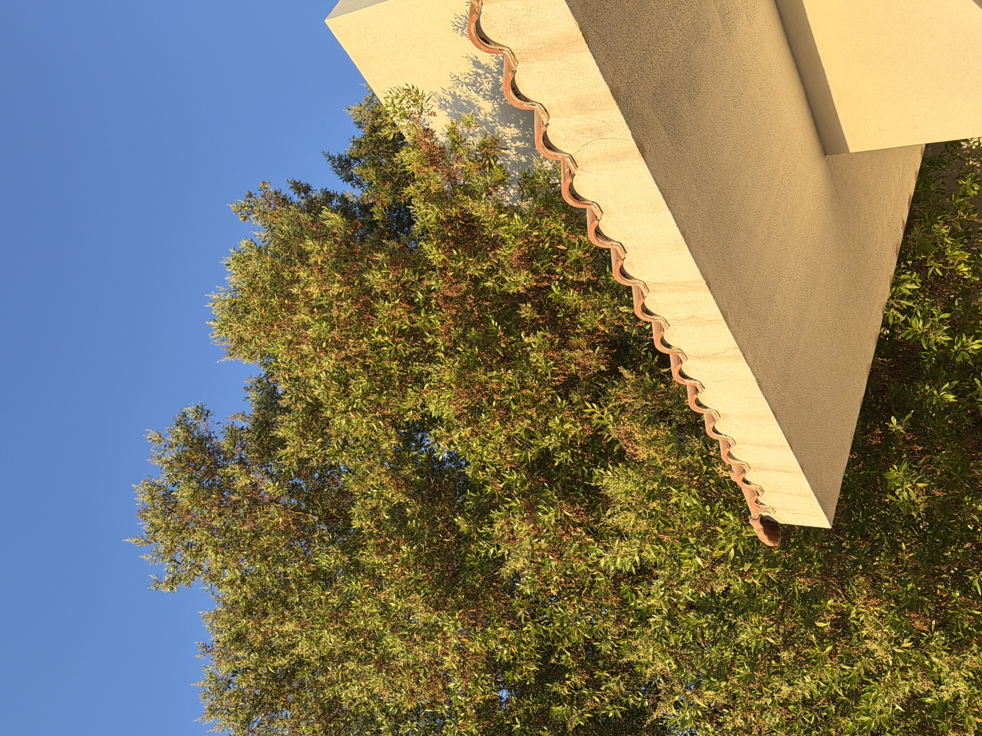 The image captures a close-up of a building's architectural detail against a clear blue sky and a dense green tree. The building features a pale yellow, textured facade and a tiled roof with a distinctive wavy edge. The roof tiles are reddish-brown and appear to be made of clay. Sunlight casts shadows on the building's wall, suggesting it's either morning or late afternoon. The tree is full of green leaves and small, reddish-brown clusters, possibly fruits or flowers. The scene is set outdoors, likely in a sunny climate. Based on the architectural style and foliage, this scene could be representative of a residential or commercial building in Sharm El Sheikh, Egypt, a city known for its Mediterranean-inspired architecture and lush vegetation. There are no people or animals visible in the frame.