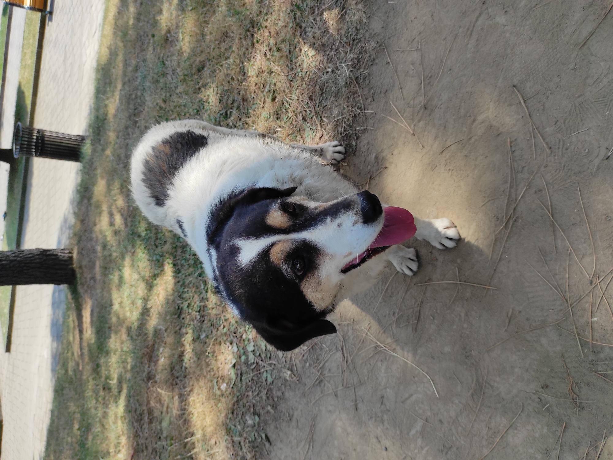A medium-sized dog with black and white fur stands on a dirt path in a park. The dog is facing the camera, with its tongue hanging out. The dog has a black patch over its right eye and a white blaze running down its nose. Its fur is short and appears to be slightly matted in some areas. Behind the dog, there is a patch of dry grass and a tree trunk. In the background, a paved walkway, a trash can, and a bench are visible. The lighting suggests it is daytime, with shadows cast by the tree.