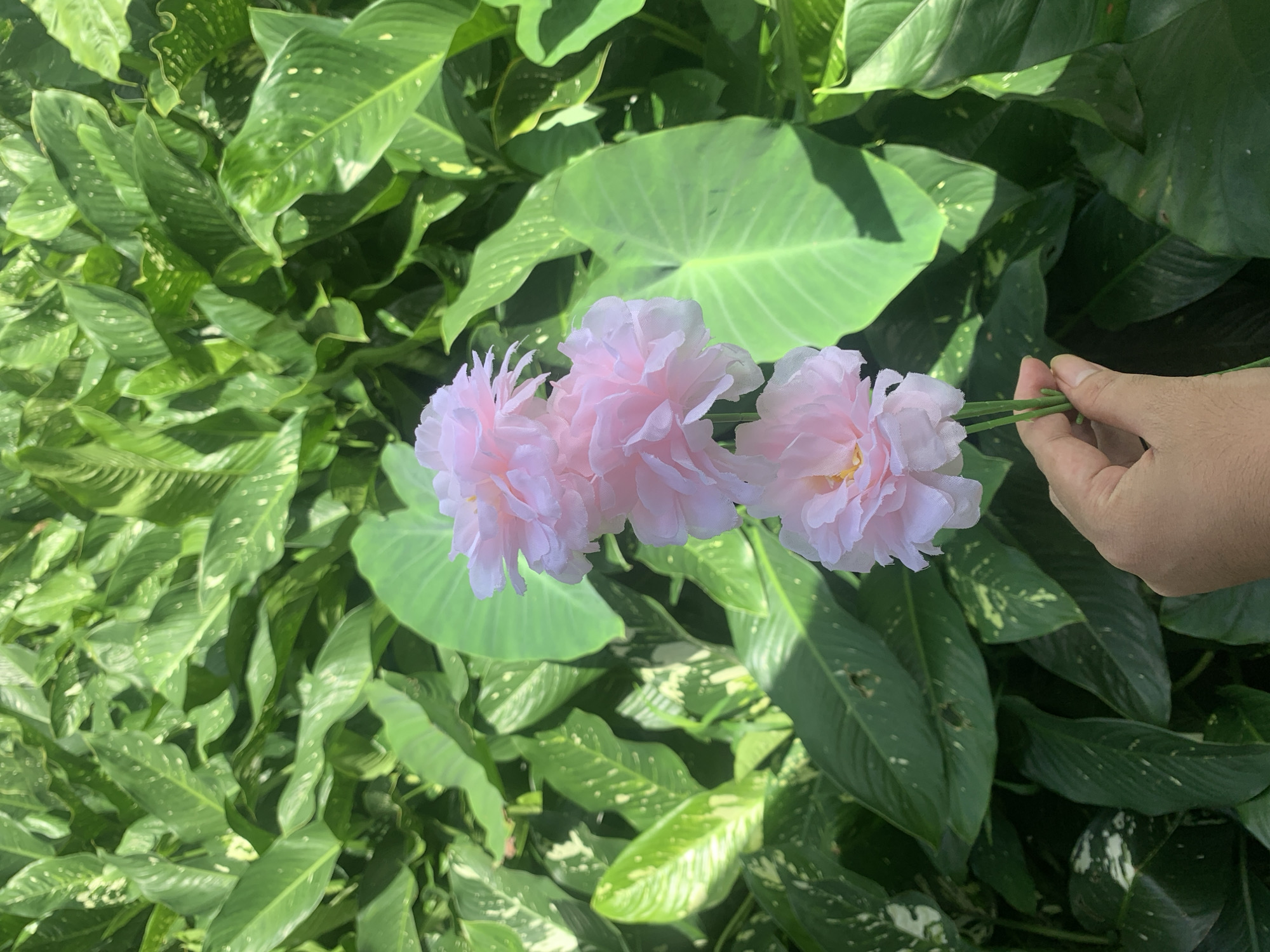 A human hand is holding three artificial pink flowers with green stems in front of a dense background of large green leaves. The leaves are varied in size and shape, with some exhibiting speckled patterns of lighter green and white. The lighting suggests an outdoor environment, possibly a garden or natural setting. The image does not contain enough information to determine a specific location within Kuala Pembuang, Indonesia.