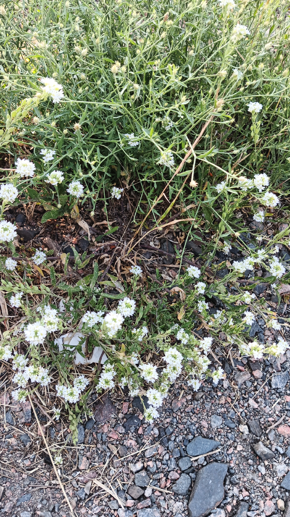 A low-angle, natural light outdoor shot displays a patch of white wildflowers growing amongst dry grass and gravel. The flowers are small and clustered, with delicate white petals. The surrounding vegetation is a mix of green leaves and thin stems, with some dry, brown stalks interspersed. The ground is covered with small, dark gray and reddish-brown stones and pebbles, characteristic of a natural or undeveloped area. The overall scene suggests a wild or uncultivated patch of land, possibly a verge or undeveloped plot. The image does not contain any people or discernable structures and appears to be a close-up view of flora and ground cover. The location is specified as Kryvyi Rih, Ukraine.