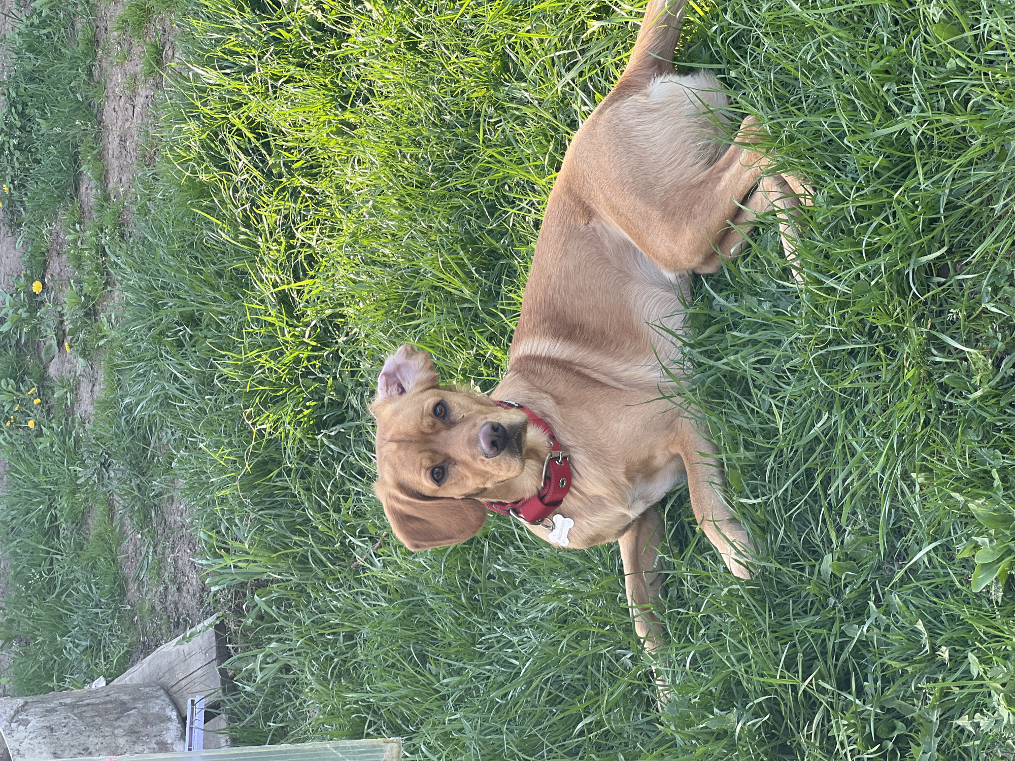 A tan dog with a red collar and a bone-shaped tag is lying in green grass. The grass appears to be in a field or yard. There are some wooden planks on the left side of the image, potentially part of a fence or structure. The location is not evident in this image.