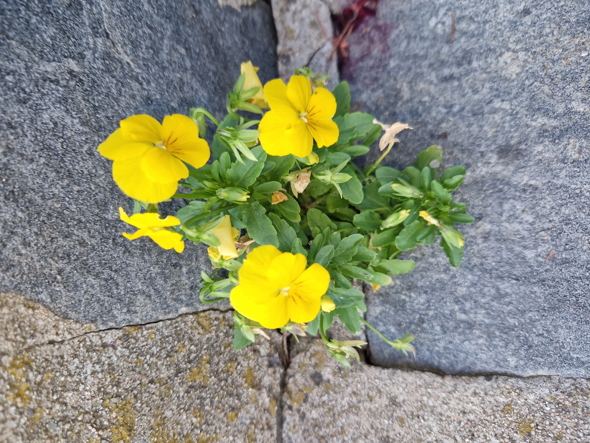 A cluster of bright yellow pansies with green leaves grows from a crack in a gray stone wall. The stone is rough and textured, with some mossy patches on the left side. The pansies are in full bloom, with delicate petals and dark markings in the center of each flower. Some buds and wilted flowers are also visible. The background is a continuation of the stone wall, which appears to be part of an outdoor setting in the city of Panagyurishte, Bulgaria.