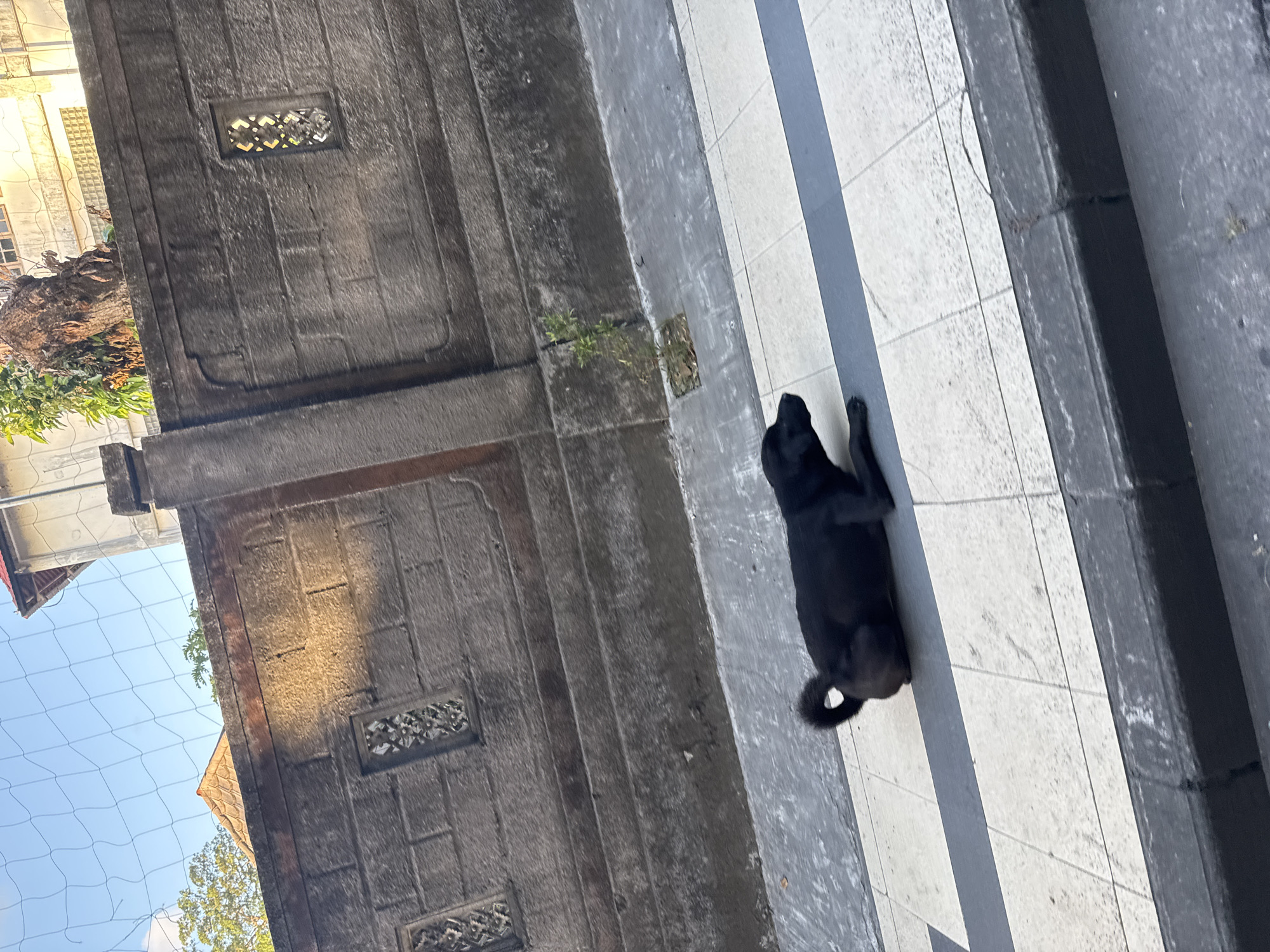 A black dog lies on a tiled sidewalk in front of a stone wall. The sidewalk has a pattern of white and gray tiles. Behind the dog, the stone wall is textured and has decorative square openings. A small plant grows in a patch of dirt near the wall. The sky is visible above the wall, with some trees and buildings in the background. The image appears to be taken during the day.