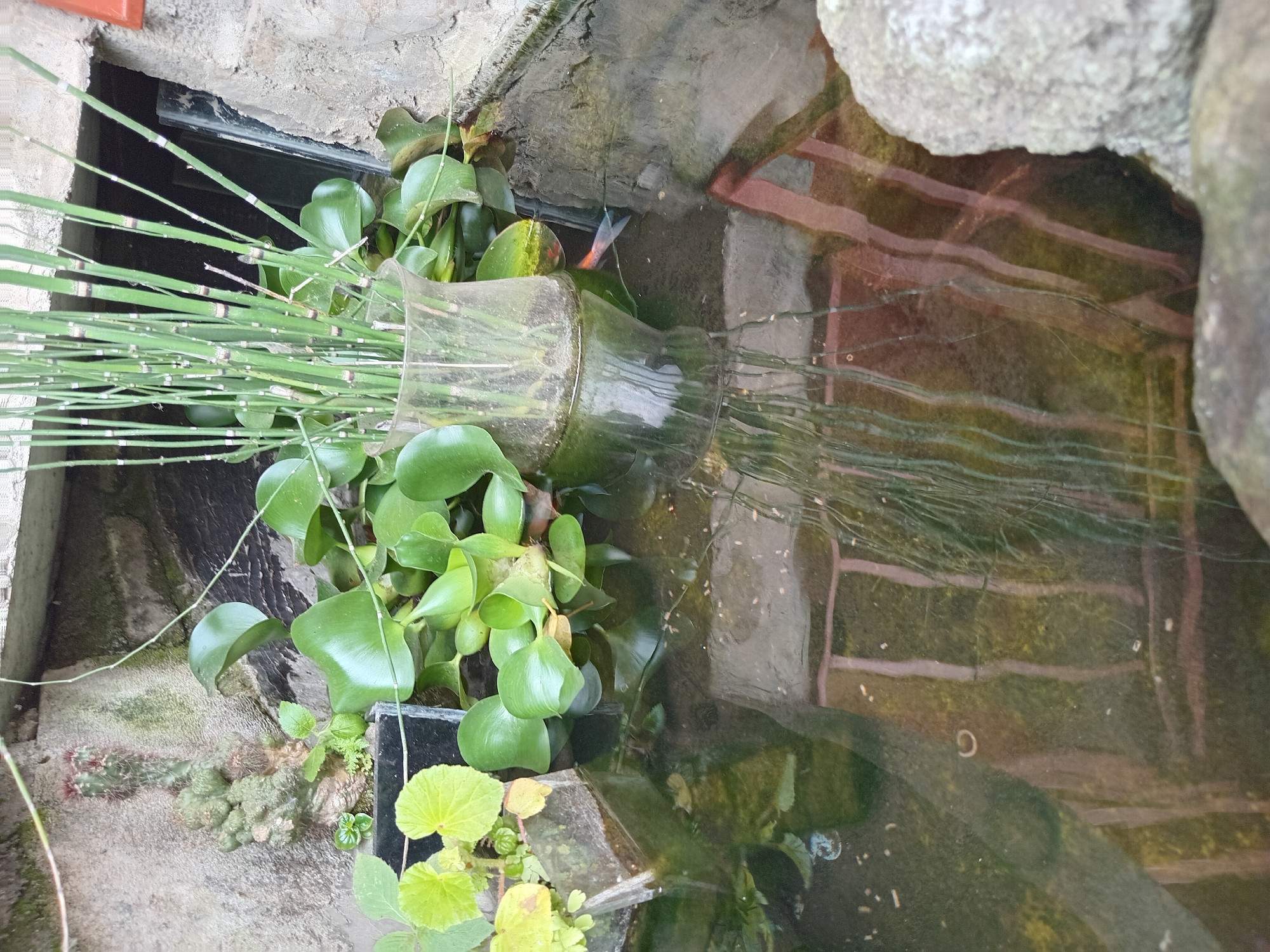 The image depicts a small, murky pond within what appears to be an outdoor garden or courtyard. The pond is partially enclosed by rough, concrete walls and rocks. Several aquatic plants, including water hyacinths with their buoyant leaves, are floating on the surface. In the center of the pond, a clear glass vase holds a bundle of tall, green, reed-like plants.
Visible in the water are two small fish, one orange and white, and another darker. The water also contains some debris, including what appear to be small white flecks and a few small, C-shaped organisms that could be snail larvae or small worms. The reflection of a red and white striped fence is visible on the surface of the water, suggesting the presence of an adjacent structure or barrier.
To the left of the pond, a small, rough-textured cactus is growing out of a dark container. The overall scene is natural and somewhat unkempt, suggesting it's a personal garden setting. The presence of the fish and the various plants indicates a deliberate attempt to create a small aquatic ecosystem. The overall impression is one of a quiet, perhaps slightly neglected, garden feature.
The image was captured in Claket, Indonesia.