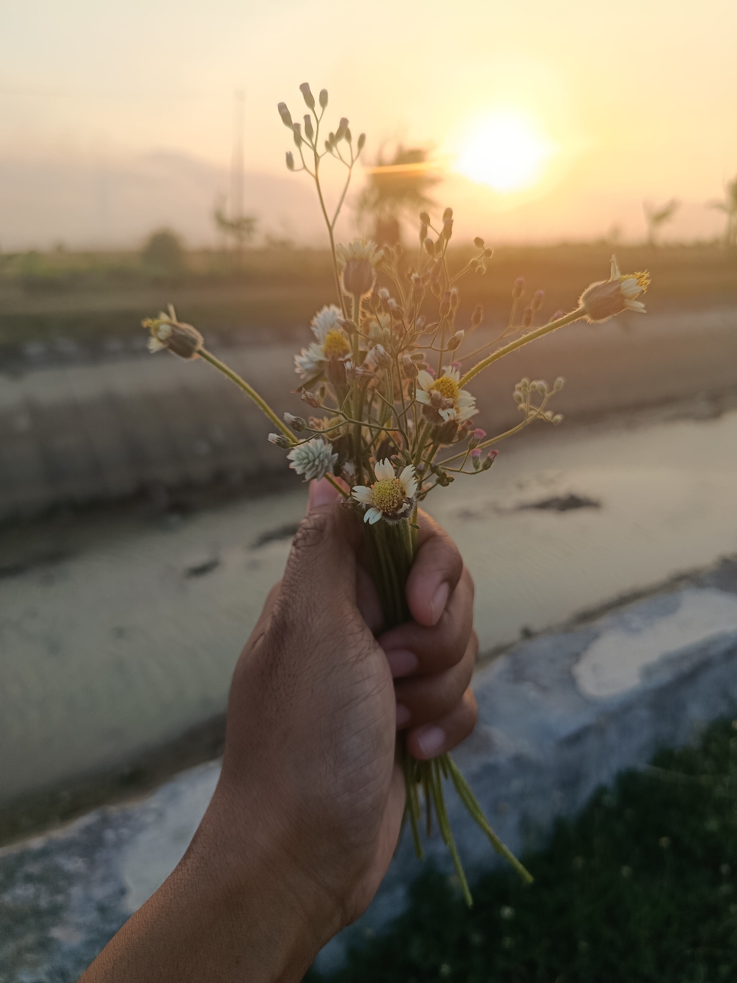 A hand holds a small bouquet of wildflowers against a hazy, golden sunset. The flowers are delicate with white petals and yellow centers, interspersed with small buds and wispy stems. The background depicts a rural landscape with a narrow waterway or irrigation ditch running horizontally across the midground. Beyond the ditch, the terrain is soft-focused, with faint outlines of trees and possibly structures. The sky is a gradient of pale yellow and orange, with the sun visible as a bright, diffused orb near the horizon. The setting suggests a location in Sarwadadi, Indonesia, consistent with its rural character and tropical climate, where such sunsets are common.