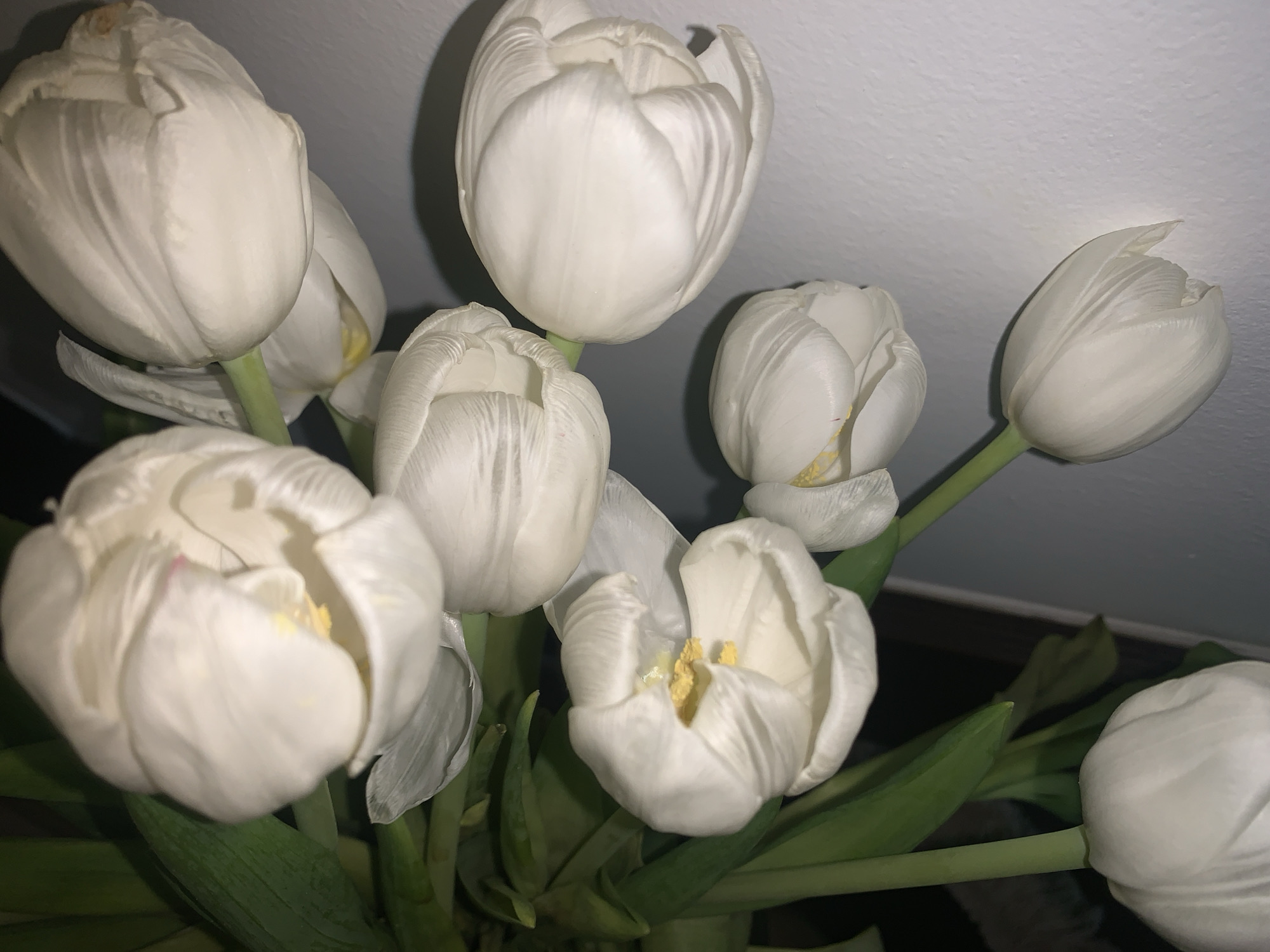 A still life photograph shows a bouquet of white tulips against a light-colored wall. The tulips are in various stages of bloom, with some still tightly closed and others open enough to reveal yellow stamens. Green leaves are visible among the stems. The light source is likely artificial, casting shadows and giving the flowers a soft glow. The image does not provide enough information to determine the location as Vozdovac Urban Municipality, Serbia.