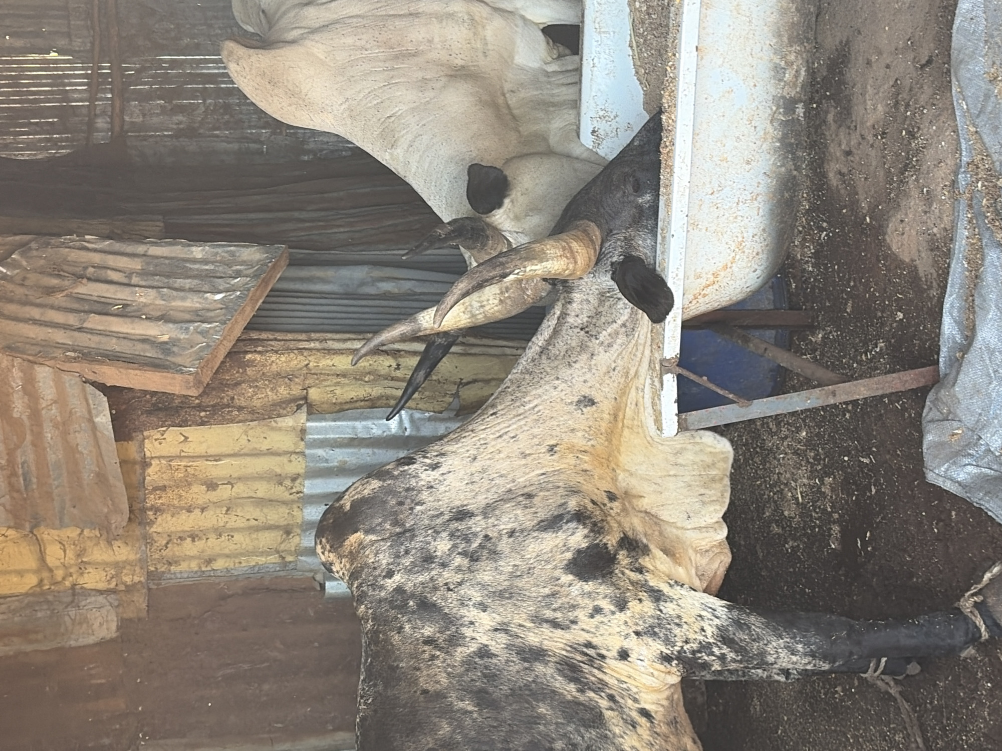 The image depicts two cows in what appears to be a barn or enclosure in Bukuru, Nigeria. The foreground cow is primarily beige and black speckled with prominent horns. It seems to be feeding from a metal trough. The second cow is mostly white. The enclosure is constructed of corrugated metal sheets and is in a state of disrepair. The ground is dirt, littered with debris. A section of corrugated metal sheets and a loose flat piece of material are nearby, leaning up against the wall. The lighting is dim and appears to be natural.