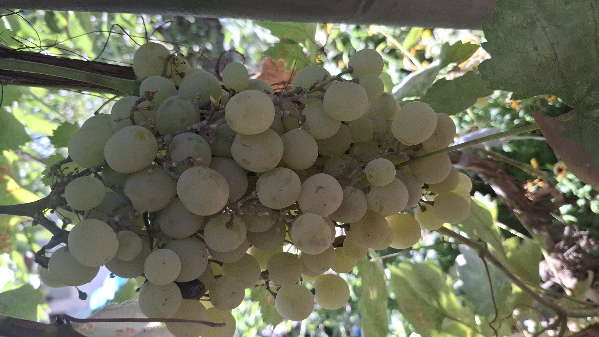 A close-up, vertical, outdoor shot shows a bunch of ripe, pale green grapes hanging from a vine. The grapes are round to slightly oval and are clustered tightly together on thin stems. Some grapes have a slight blush of yellow or pink. The background is blurred, with a mix of green leaves and what appears to be a building and a light-colored fence, suggesting a residential or agricultural setting in Шұбарсу, Kazakhstan. The lighting indicates it is daytime, with dappled sunlight filtering through the leaves. There are no people or animals visible in the image.