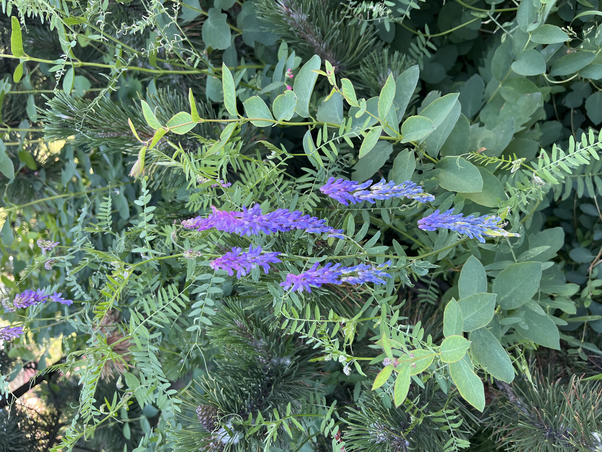The image shows a cluster of purple and blue flowers, likely Vicia cracca (common vetch), blooming amidst lush green foliage. The flowers are arranged in dense spikes, with individual blossoms exhibiting delicate purple petals fading to a lighter blue at their tips. The surrounding vegetation includes the feathery leaves of the vetch plant, interspersed with the needles of a conifer, possibly a pine tree, indicated by a visible pine cone in the upper left quadrant of the image. The lighting suggests it is daytime, with soft sunlight filtering through the leaves. The scene appears to be a natural or semi-natural setting, potentially a garden or park within the city of Saint Petersburg, Russia, given its prevalence of both decorative plants and naturalized flora. There are no people or animals visible in the frame.