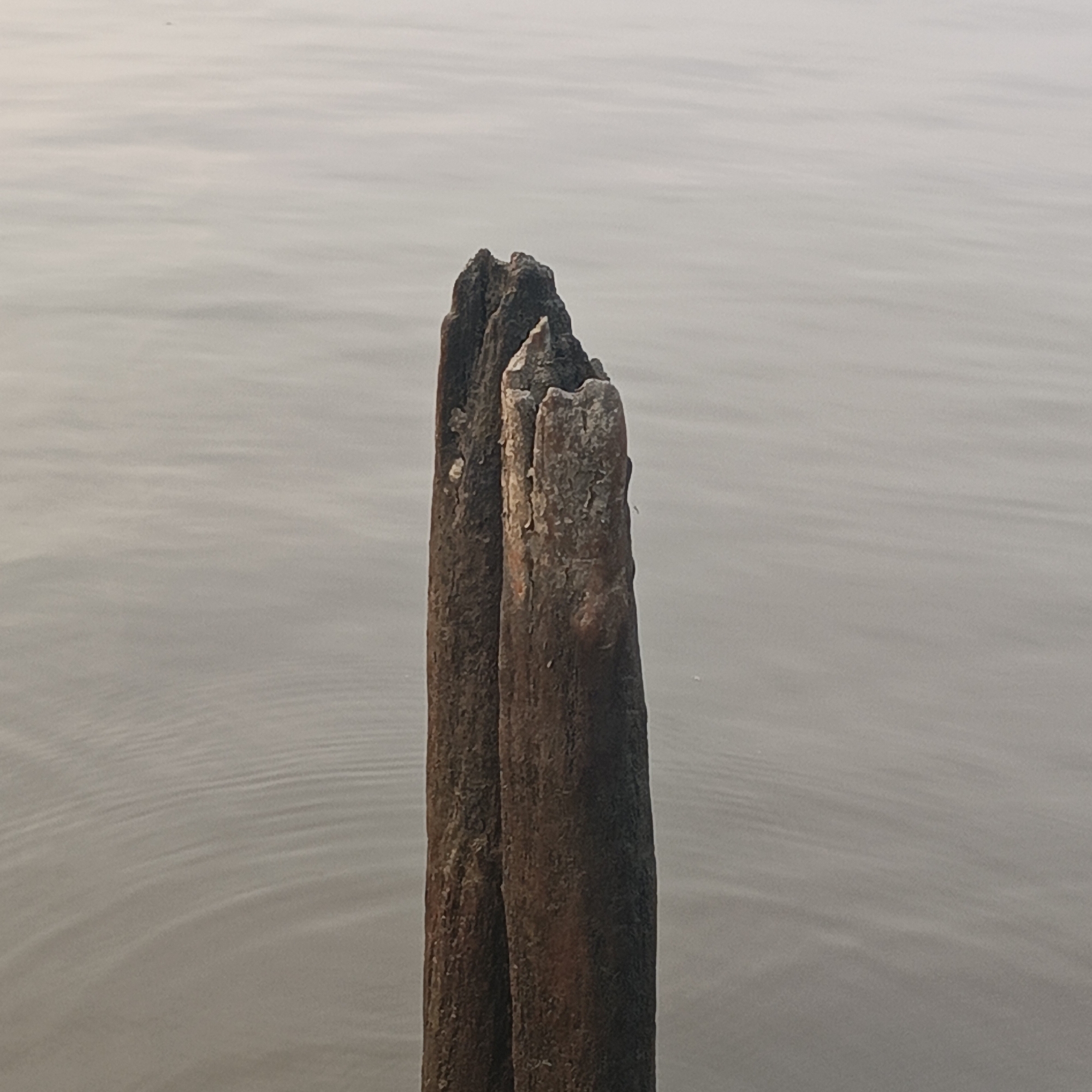 The image shows two weathered, dark brown wooden posts standing in calm, grey water. The posts are rough and textured, with some lighter-colored material, possibly lichen or moss, clinging to their surfaces. The water is still, with subtle ripples visible, suggesting a lack of wind. The background is a hazy, light grey expanse, likely the sky or further water. There are no people or animals present in the image. The scene is still and appears to be located in an outdoor environment. The location is identified as Sungai Rasau, Indonesia.