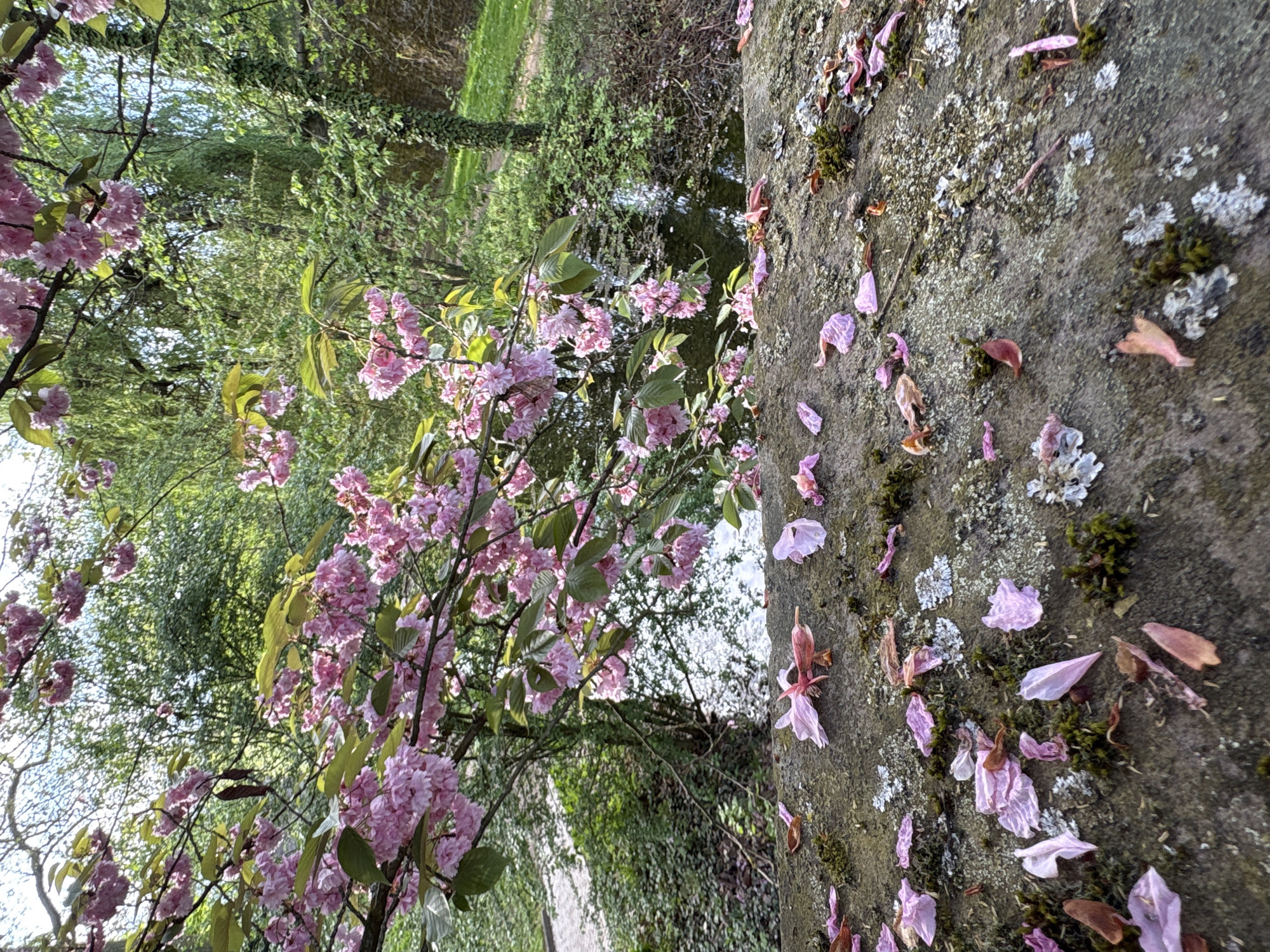 This image captures a tranquil spring scene in a park or garden, likely in Strasbourg, France. The foreground is dominated by a beautiful flowering tree, possibly a cherry or similar ornamental tree, adorned with abundant clusters of delicate pink blossoms and fresh green leaves. Its branches extend diagonally across the left side of the frame.
To the right, a textured stone or concrete surface, perhaps a wall or pathway edge, runs from the foreground towards the background. This surface is rich with natural details, including patches of light grey lichen and small clumps of dark green moss. Scattered liberally across this stony expanse are numerous fallen pink petals from the blossoming tree, some appearing fresh and vibrant, while others show signs of drying. This detail suggests the tree is either in full bloom or nearing the end of its flowering cycle.
In the middle ground and background, a lush green environment unfolds, featuring various trees and dense foliage indicative of springtime. A calm body of water, possibly a canal or pond, is partially visible in the mid-ground, reflecting the surrounding greenery and light, adding to the serene atmosphere. The scene is bathed in the soft, natural light of what appears to be a sunny day. No people or visible text are present, emphasizing the peaceful and natural beauty of the setting during the spring season.