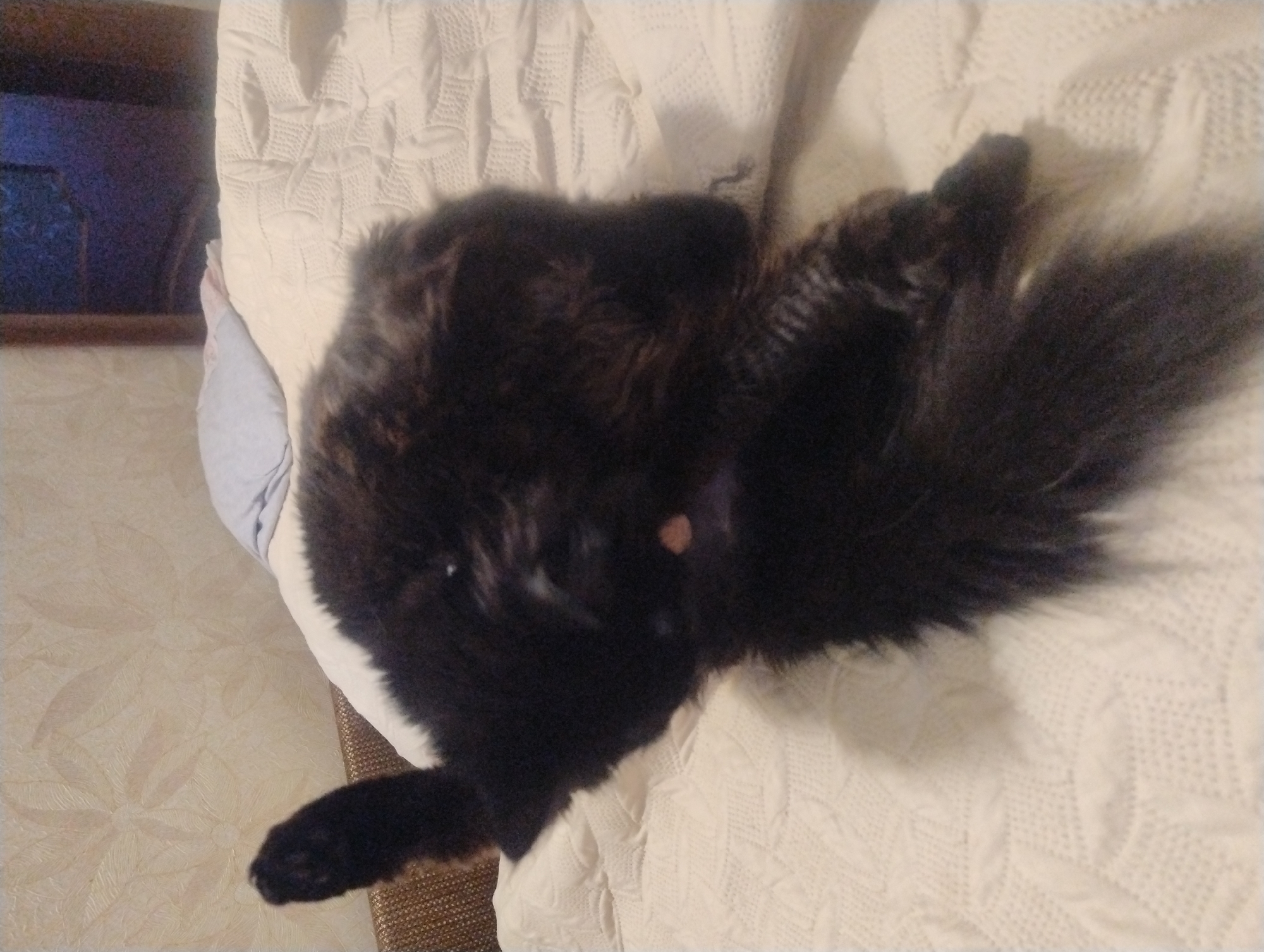 A black cat is lying on a cream-colored quilted bedspread. The cat is mostly obscured by its own fur, but its tail is raised in the air. The cat is positioned on its back, with its paws curled up. The background shows a patterned wallpaper and a partially visible pillow. The lighting is dim, suggesting it might be nighttime or a poorly lit room. The location is listed as Unknown, Unknown.