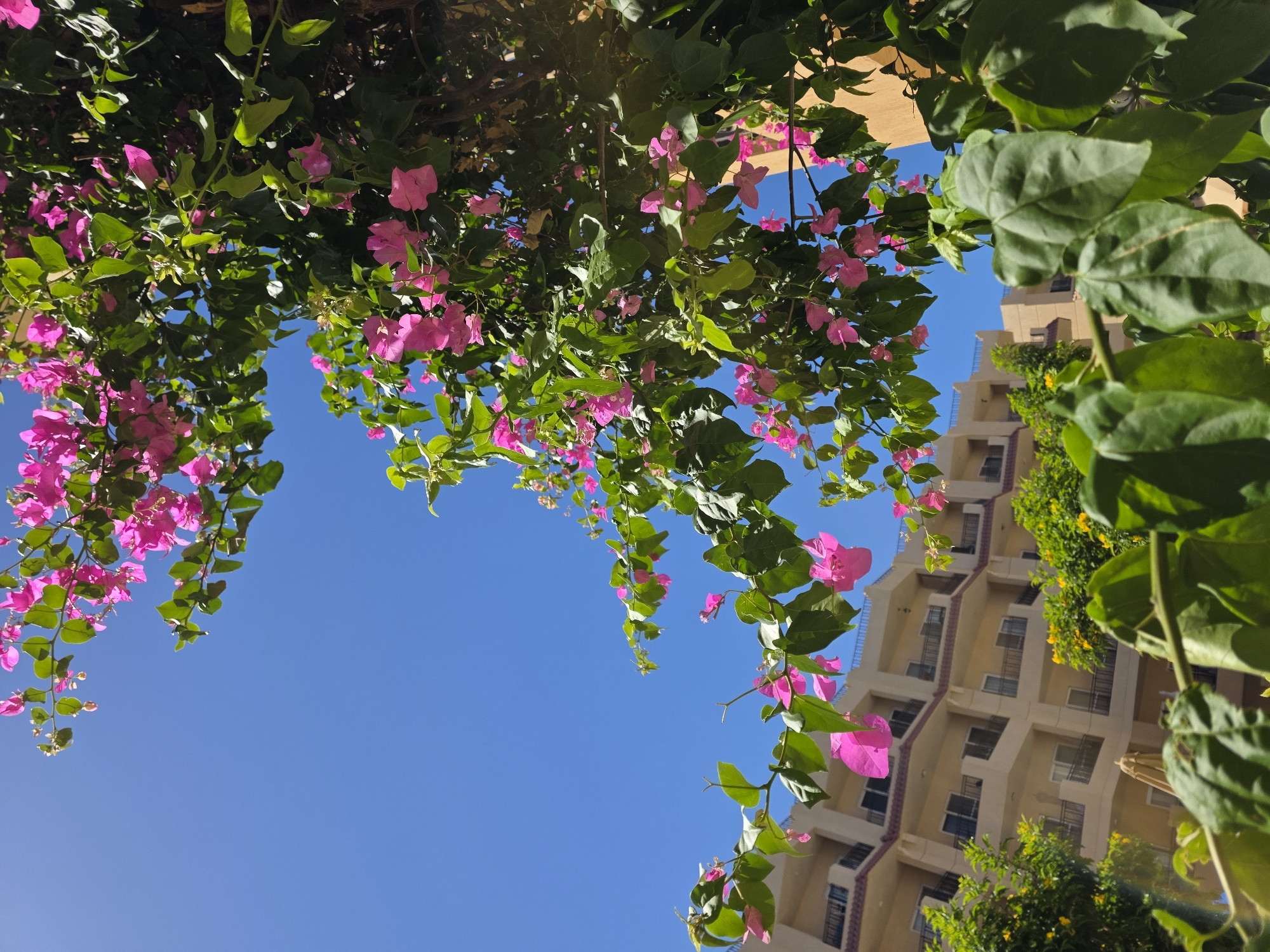 The image shows a low-angle view looking up at pink bougainvillea flowers and green foliage against a bright blue sky in Al Ahia', Egypt. A multi-story beige building with a stepped facade is visible through the flowers and foliage. The building has numerous windows and appears to be a residential or commercial structure. The lighting is bright and sunny. There are no people visible.