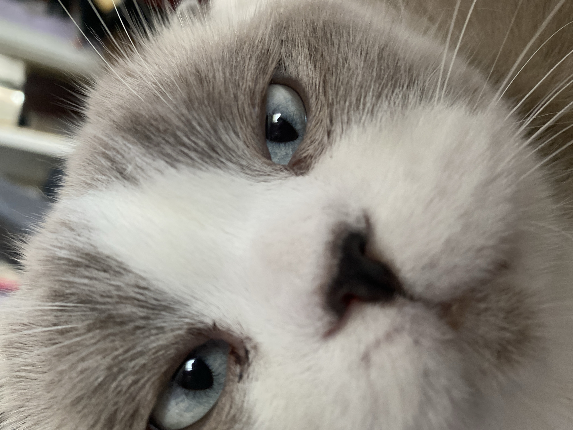 This is a close-up, low-angle, tilted shot of a cat's face. The cat has light-colored fur with gray markings around its eyes and on its ears. Its eyes are a striking light blue and are wide open, reflecting light. The cat's nose is dark and appears moist. The image is very focused on the cat's face, with the background blurred, suggesting the image was taken indoors. The lighting appears to be natural or artificial indoor lighting. The overall mood conveyed by the cat's gaze is one of curiosity and slight surprise. There is no visible text in the image.