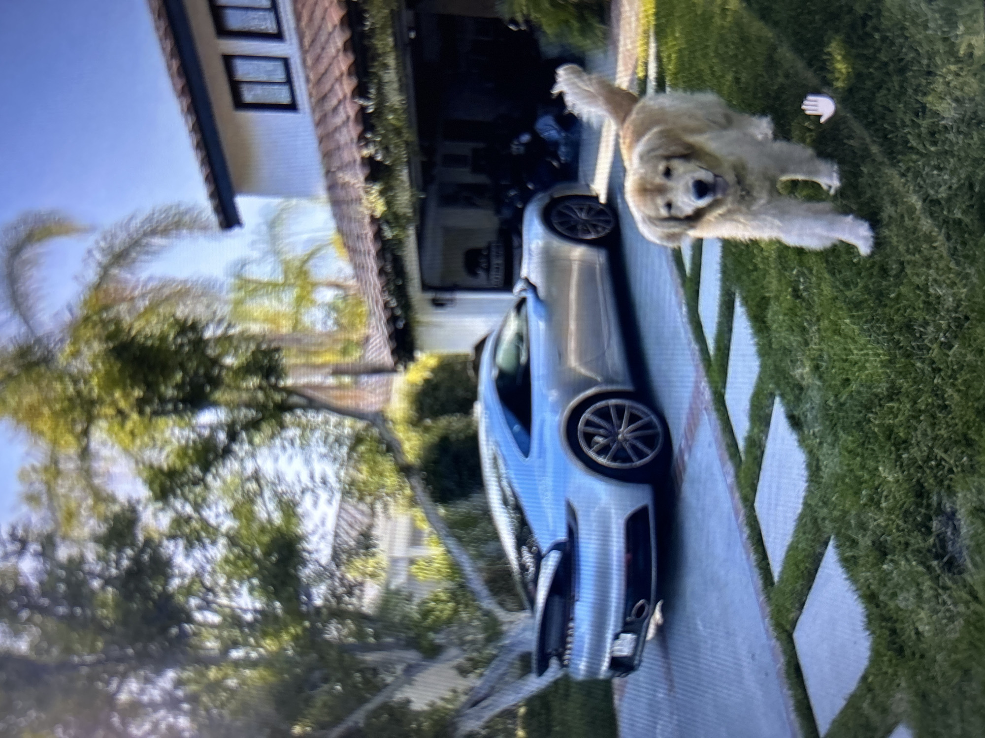 The image depicts an outdoor residential scene under bright, sunny conditions. In the foreground, a light golden-furred Golden Retriever dog walks on a green lawn, facing towards the viewer, with its tail raised. A white cursor icon is visible on the grass near the dog's right hind leg.
In the midground, a silver metallic Porsche 911 sports car is parked on a grey concrete driveway. The car is angled slightly away from the viewer, prominently displaying its rear spoiler and dual exhaust pipes; its license plate is unreadable. Square concrete stepping stones are embedded within the lawn adjacent to the driveway.
The background features a two-story house with white stucco walls, a terra cotta tile roof, and dark trim along the eaves and windows. An open two-car garage reveals a dark, indistinct interior with some objects, including what appears to be a blue tarp or bag in the right bay. Two dark-framed windows are visible on the upper floor. The property is surrounded by dense green foliage, including tall palm trees and other large deciduous trees, beneath a clear blue sky. The architectural style and vegetation are indicative of a warm climate residential area; however, no visual information within the image supports or identifies a specific location within the city of Burgas, Bulgaria.