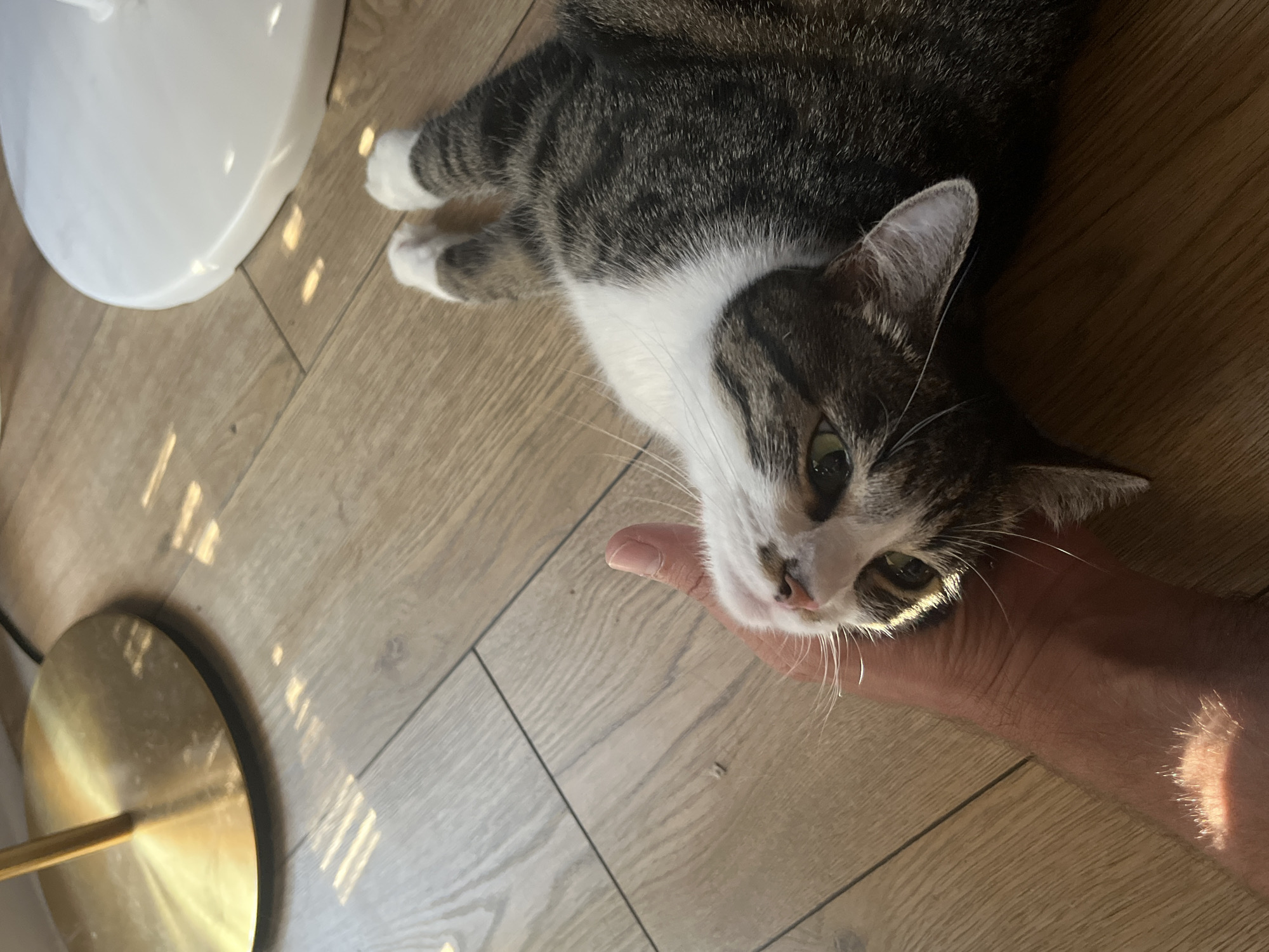 A tabby and white cat is lying on its back on a wooden floor, being petted by a person's hand. The cat's eyes are open and its mouth is slightly ajar. Sunlight is streaming in from the left, creating striped patterns on the floor and illuminating the cat and hand. In the background, a brass floor lamp is visible on the left, and a white circular object, possibly another lamp base, is on the right. The scene appears to be indoors, likely in a home. There are no specific indications of the location being in Fresnes, France.
