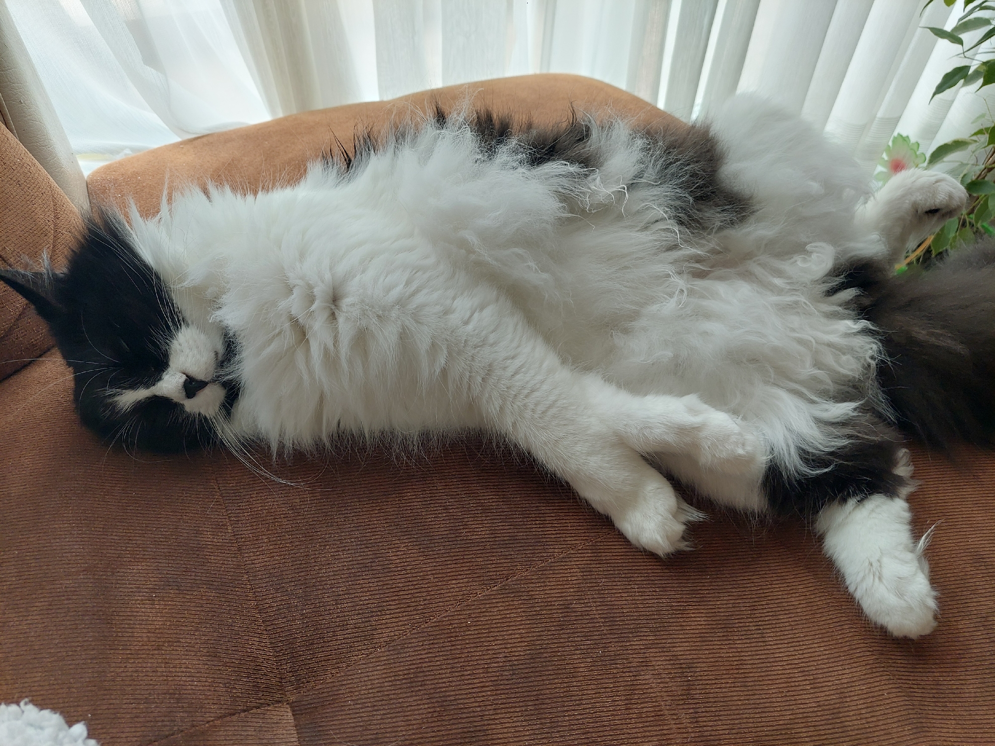 A black and white long-haired cat is lying on a brown, textured surface that appears to be a cushion or a part of a sofa. The cat is mostly white with black patches on its head and back. It is lying on its side with its paws crossed and its eyes closed. Behind the cat is a window with white curtains. To the right of the window, there are some green leaves from a plant. The location is unknown, and it is not possible to determine if the image was taken in Plovdiv, Bulgaria.