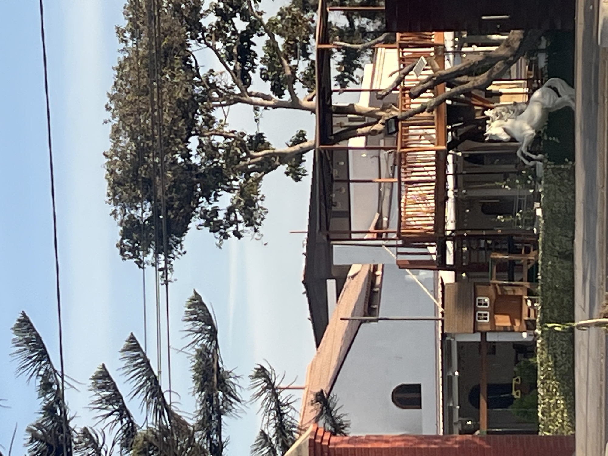 The image shows a partial view of a building in Arica, Chile. The structure exhibits a mix of architectural styles, with a white facade, a red-tiled roof, and a more modern extension featuring large windows and a wooden frame. A prominent tree dominates the scene, its branches extending over the building. A white horse statue is visible on a green area adjacent to the modern extension. Palm trees are also present in the foreground against a blue sky. Overhead power lines cut across the sky.