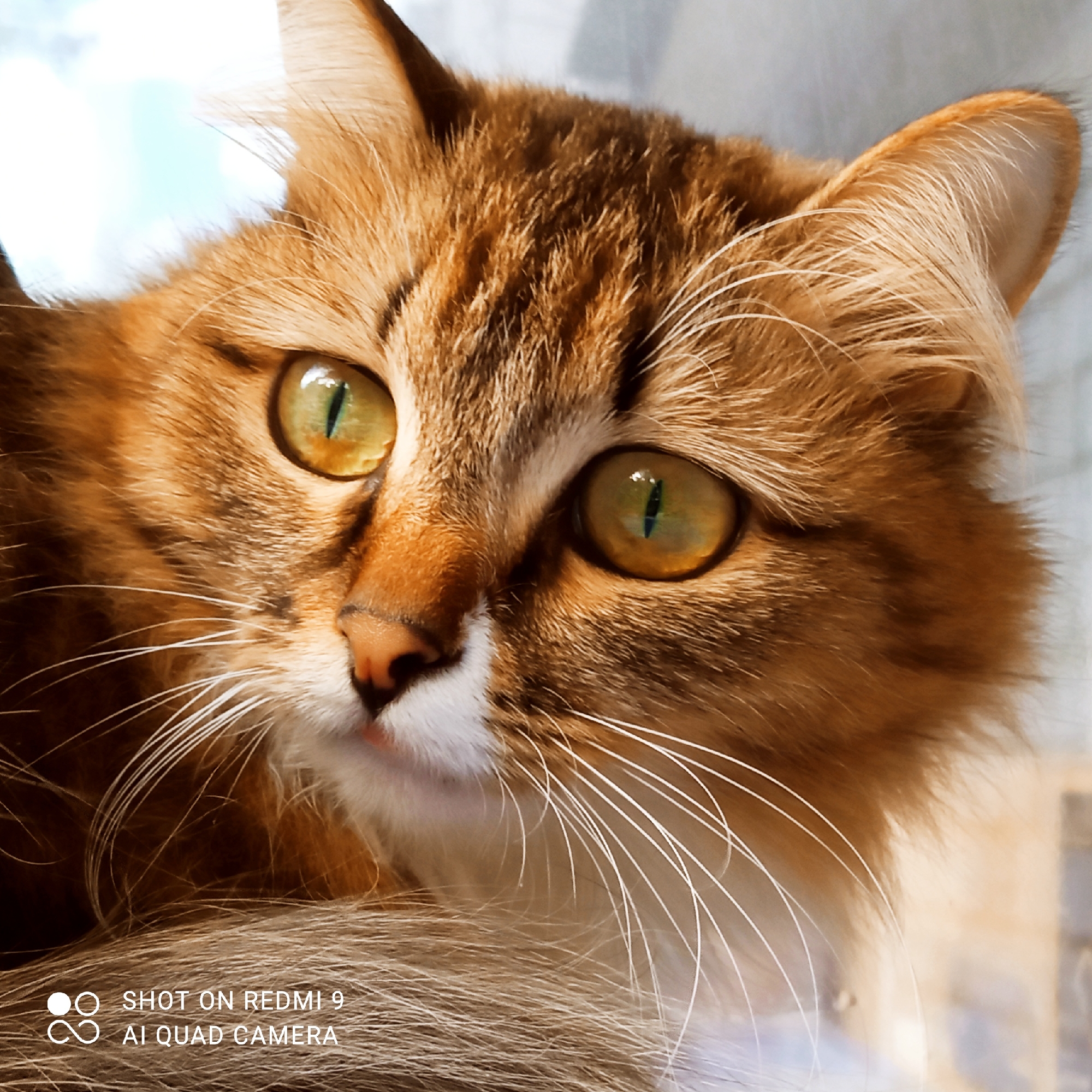 This is a close-up, eye-level, medium shot of a fluffy, ginger and white domestic cat. The cat is looking to its right, with its head slightly tilted. Its large, golden-green eyes are in sharp focus, showing slit pupils and reflections of light. The cat's fur is a mixture of orange, brown, and white, with long, white whiskers extending from its muzzle. Its nose is pink. The background is blurred, with hints of blue sky and a light-colored surface, possibly a window or curtain. The bottom left corner of the image contains a watermark that reads "SHOT ON REDMI 9 AI QUAD CAMERA". There is no indication of a specific location in Chaikovsky, Russia, or any other city.
