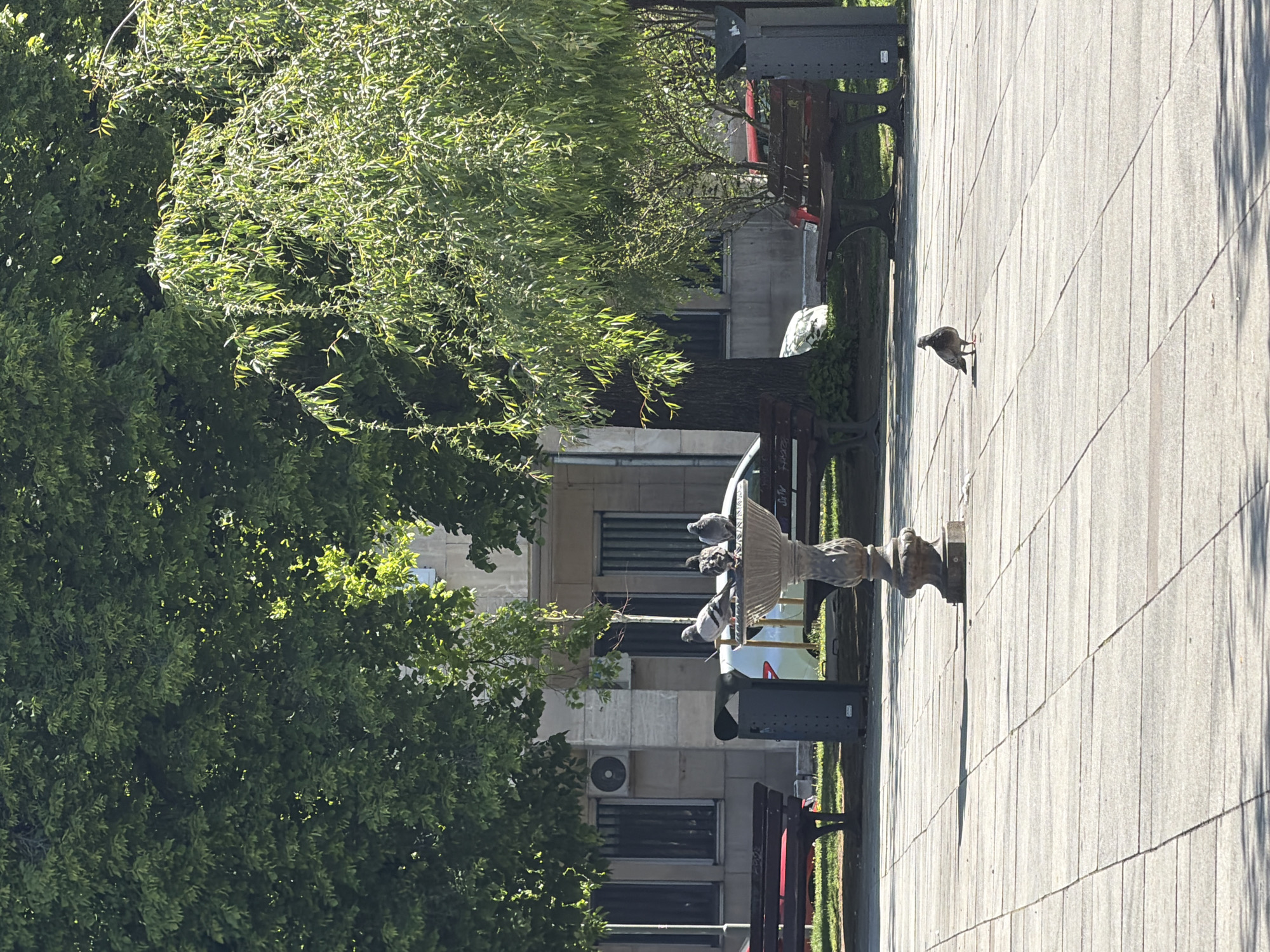 The image shows a street scene in Sofia, Bulgaria. A stone fountain stands on a paved area, and several pigeons are perched on it. A solitary pigeon is walking on the pavement nearby. Trees are to the left of the fountain, and a building is in the background. Benches and trash cans are interspersed along the walkway. The scene appears to be captured in daylight.