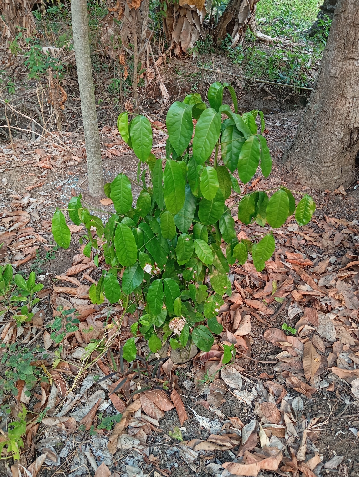 A small, leafy green plant is the central subject of this image, situated in an outdoor environment. The plant has multiple stems and is covered in bright green, oval-shaped leaves. It appears to be growing in the ground, which is covered with a layer of fallen brown leaves and some dry twigs. To the left of the plant, a thin, light-colored tree trunk is visible. To the right, a larger, rough-barked tree trunk is present. The background shows more vegetation and dry foliage, suggesting a natural or semi-natural setting. The lighting indicates it is daytime. This scene is located in Sudikampiran, Indonesia.