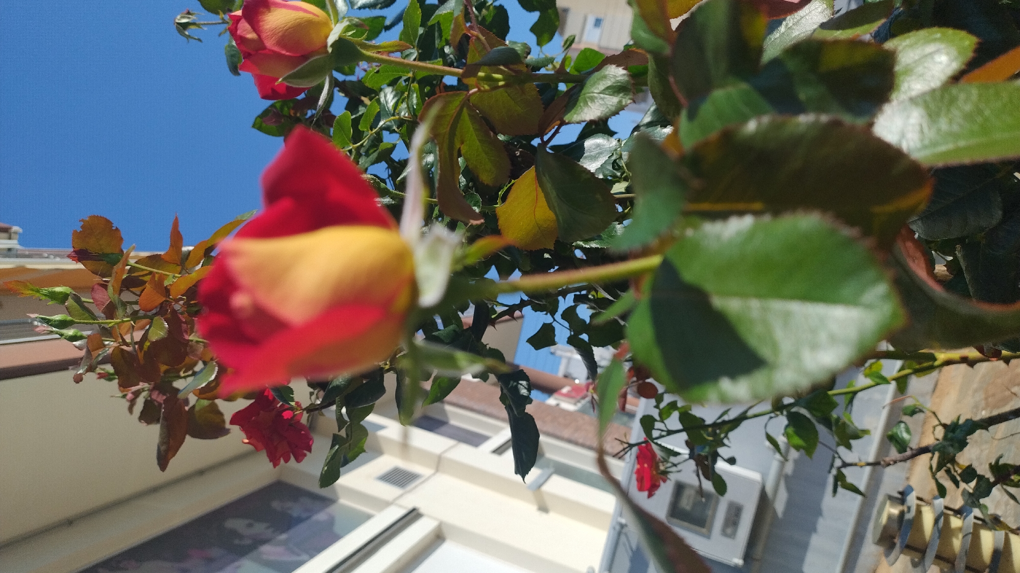 A close-up, low-angle shot focuses on the top of a rose bush with red and yellow blooms against a bright blue sky. The foreground features a partially opened red and yellow rose bud, heavily blurred, with green leaves and thorny stems visible. In the mid-ground, to the right, another red and yellow rose bud is in focus, showing its petals. Further back, a smaller, fully bloomed red rose is visible. The background includes the blurry facade of a building with light-colored walls and window frames, as well as a light-colored outdoor unit, possibly an air conditioning unit, mounted on the wall. The scene is outdoors, likely on a balcony or terrace in Perea, Greece, indicated by the architectural style and the bright sunlight. No people are visible in the image.