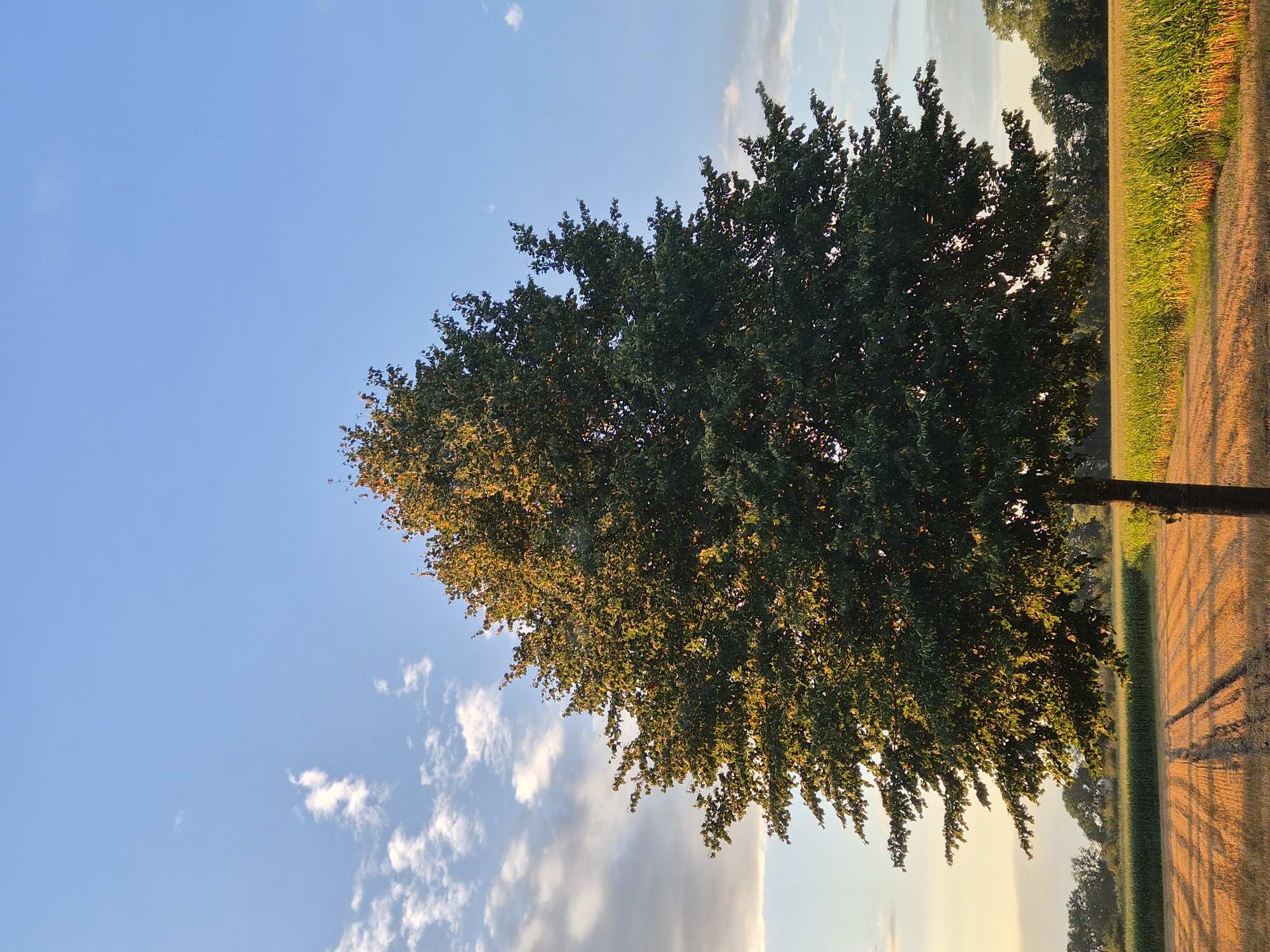 A single, large, leafy tree stands in the center of a rural landscape under a clear blue sky with scattered white clouds. The tree's branches are full and cast shadows on the dry, golden field in front of it, which shows tire tracks from agricultural machinery. Beyond the immediate field, a row of green corn stalks stretches across the horizon, backed by a line of dark green trees. The scene appears to be set during either sunrise or sunset, given the warm, golden light illuminating the field and the lower parts of the tree. The location is identified as Schiffdorf, Germany. There are no people or animals visible in the image.