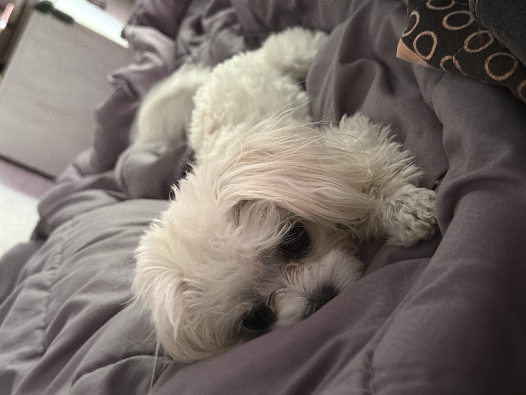 A white Maltese dog is resting on a gray comforter. The dog's eyes are closed and it appears to be sleeping. The dog is lying on its side, with its head resting on its paws. The comforter is wrinkled and appears to be made of a soft material. The background is out of focus, but appears to be a bedroom. There is no indication of the location in Sevastopol, Ukraine.