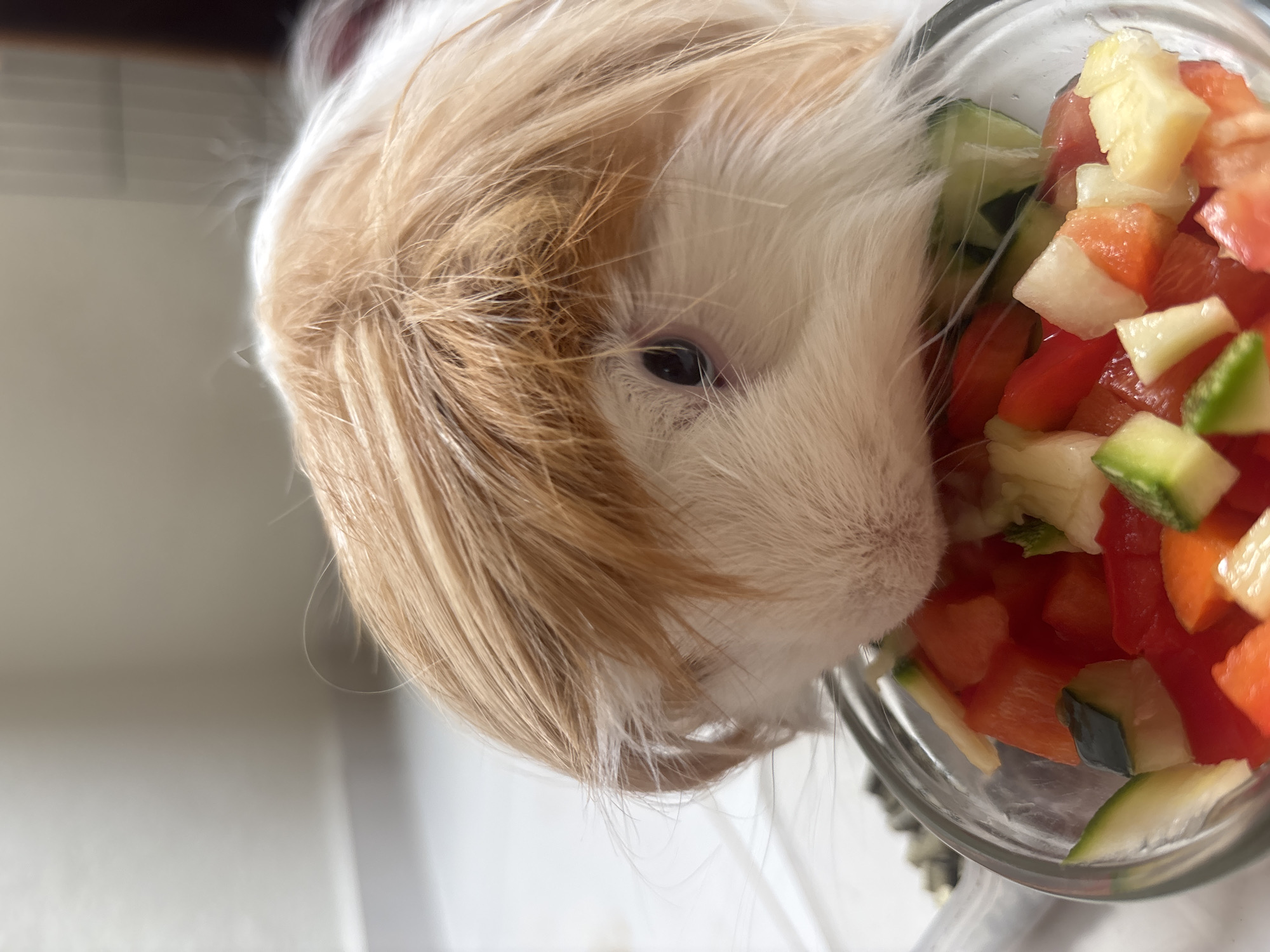 A close-up, eye-level shot depicts a guinea pig with white and tan fur, partially submerged in a glass bowl filled with diced vegetables. The vegetables appear to be a mix of red peppers, cucumber, and pineapple. The guinea pig's head is turned slightly to the right, with its snout buried in the vegetables. The background is out of focus and appears to be a white countertop. The photo does not provide information to indicate that the photo was taken in Puebla, Mexico.