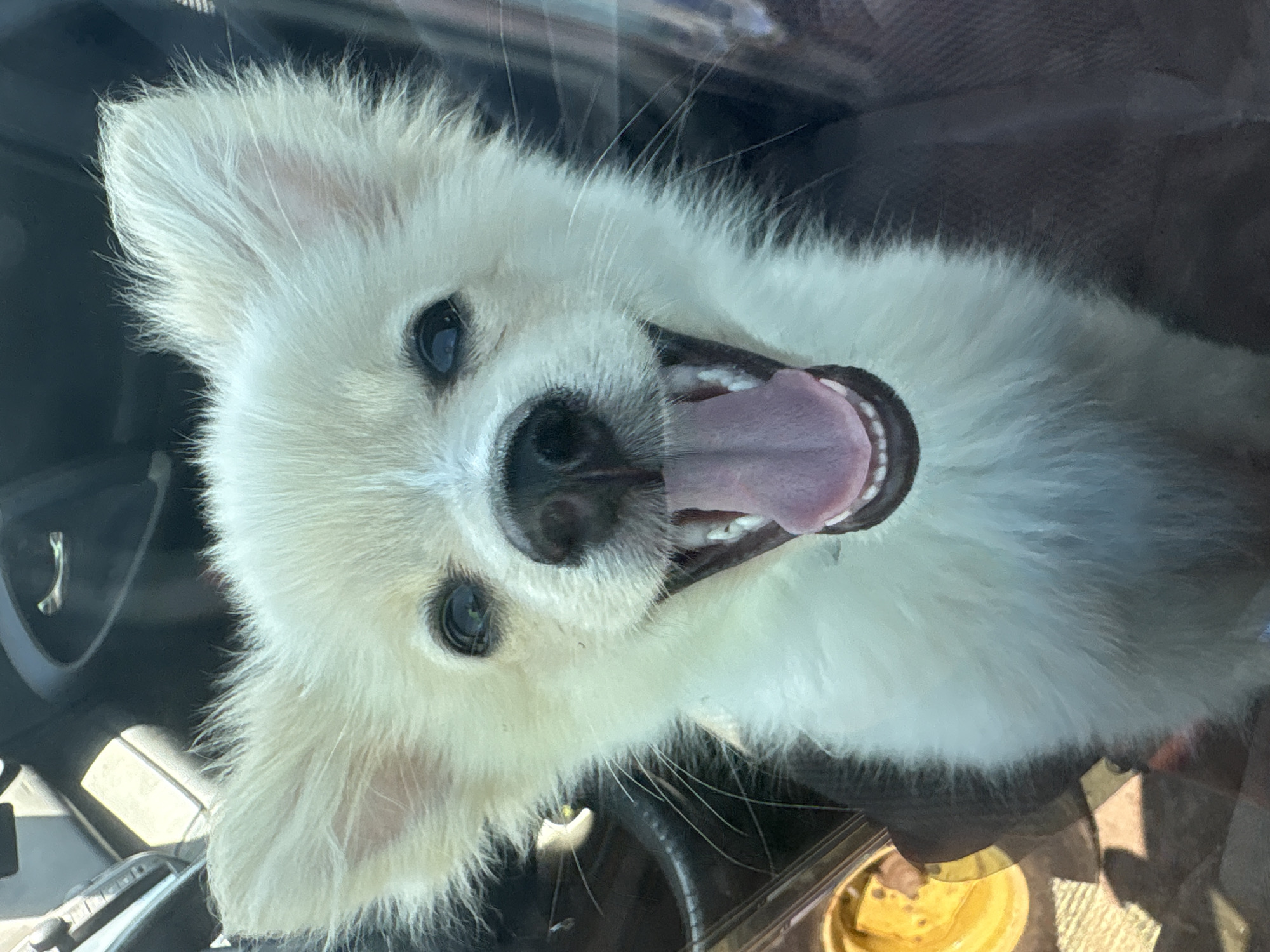 A white dog with large ears and an open mouth, showing its tongue and teeth, is in the foreground of the image. The dog is looking directly at the camera. The background shows a blurry car interior with a steering wheel and dashboard. The image is a close-up shot, with the dog's face filling most of the frame. No other details about the location in Tankovo, Bulgaria are visible in the image.