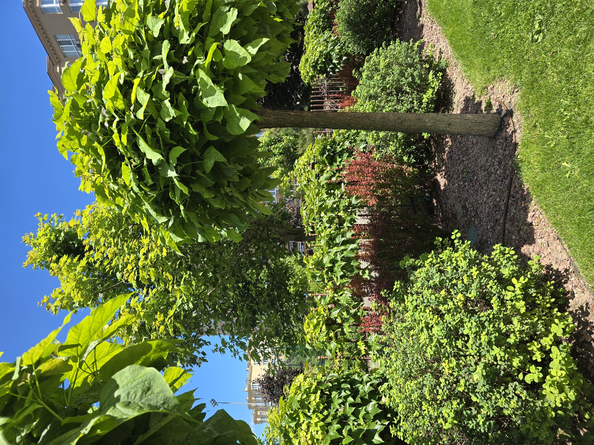 In a well-maintained urban garden in Sofiivska Borshchahivka, Ukraine, a variety of lush green plants are arranged under a clear blue sky. The foreground features a neatly mown lawn of bright green grass, bordered by a mulched garden bed. A prominent feature in the garden is a tree with a rounded, dense canopy of large, vibrant green leaves, its trunk a medium brown color. To the left of this tree, a thick, bushy shrub with small, bright green leaves is visible. Behind these, a section of a decorative metal fence can be seen, with a row of plants featuring reddish-green leaves. Further in the background, more trees and shrubs create a verdant backdrop. In the upper right portion of the image, the facade of a multi-story building with cream-colored walls and white-framed windows suggests an urban residential setting. The overall impression is one of a sunny day in a cultivated outdoor space.
