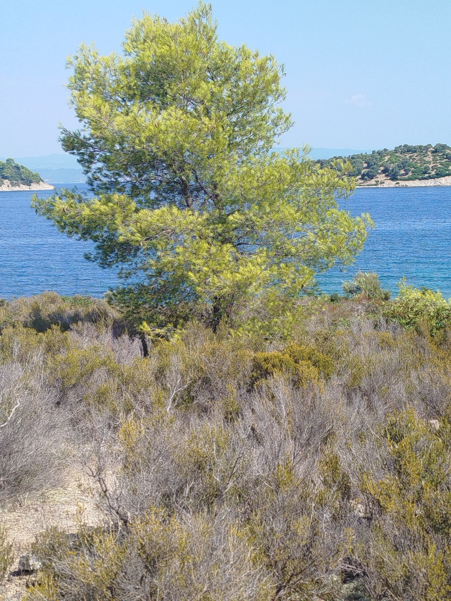 The image depicts a natural coastal landscape. In the foreground, a dense area of dry, greyish-brown shrubs and smaller, greener bushes covers the ground. The middle ground is dominated by a large, leafy green pine tree with its branches spread wide. Behind the tree, a bright blue body of water, likely the sea, stretches across the frame. In the background, a hilly island with green vegetation and a rocky coastline is visible on the left, and another similar landmass is visible further in the distance on the right. The sky is a clear, pale blue. The scene appears to be a tranquil, undeveloped area within Sithonia Municipal Unit, Greece, given its characteristic Mediterranean coastal vegetation and island formations. There are no people or man-made structures immediately apparent in the image.