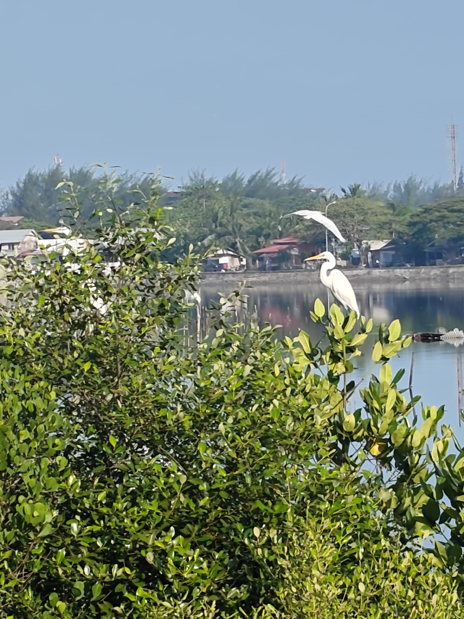 The image depicts a waterfront scene in Lhokseumawe, Indonesia. In the foreground, dense green vegetation occupies the lower portion of the frame. Behind the vegetation, a calm body of water reflects the surrounding landscape. On the water's edge, various buildings are visible, including houses and other structures. A cell tower is observable above the treeline. In the middle ground, two white egrets are present. One egret is perched atop the vegetation, while the other appears to be in flight above it.