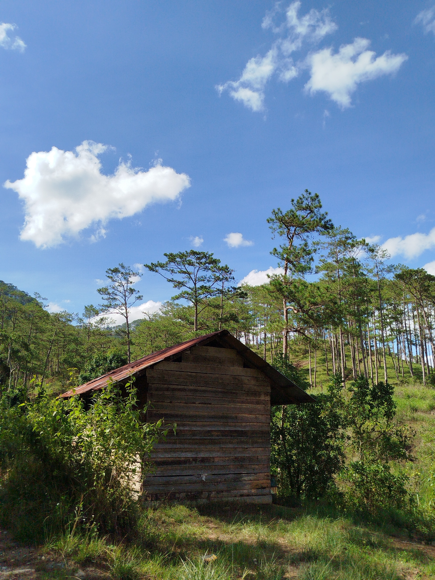 The image displays a rural landscape in Tuý Sơn, Vietnam, under a bright blue sky dotted with scattered white cumulus clouds. In the lower-center, a weathered wooden shack with horizontal plank siding and a rusted reddish-brown corrugated metal roof is partially visible. Dense green bushes and grass surround the shack, particularly on its left side and in the immediate foreground, where sunlight casts distinct shadows. Behind the shack and extending to the right, a prominent hill is covered densely with numerous tall, slender conifer trees, characterized by their green needle-like foliage and straight trunks. No individuals, animals, or specific actions are depicted.