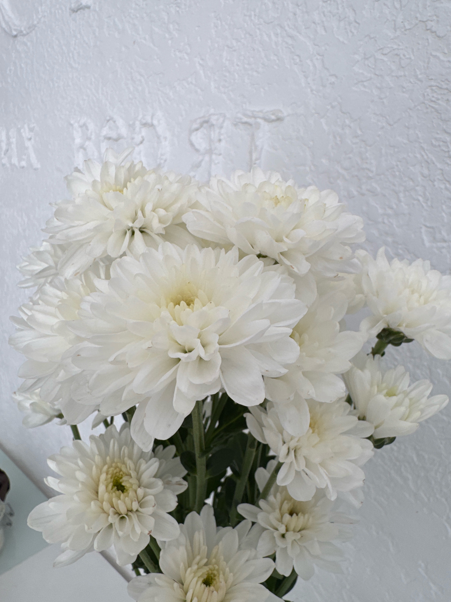 A bouquet of white chrysanthemums is arranged in front of a textured, white wall with embossed lettering. The flowers are the primary subject, with many blooms in various stages of openness, showcasing their layered white petals and pale yellow centers. The wall behind them has a rough, stucco-like finish and appears to be an interior or sheltered exterior surface, possibly decorative. There is no indication of the specific location within Ufa, Russia. The scene is static and focused on the still life arrangement of the flowers and the textured background.