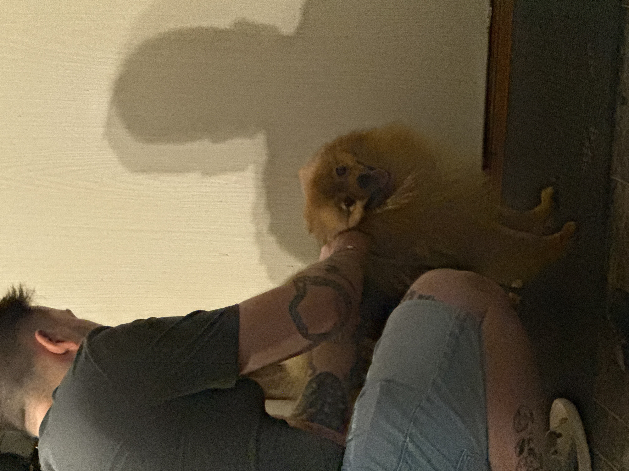 A man sits indoors with a fluffy, medium-sized dog in his lap. The man has short dark hair, an ear visible on the left, a dark gray t-shirt, and visible tattoos on his arms. He is wearing light blue denim shorts, and one leg has tattoos near the knee. The dog is light brown, with its tongue sticking out. A light-colored wall is behind the man and dog, with a blurry shadow visible near the top left. A dark wall is on the right. The location, Khimki, Russia, cannot be verified from the visual information provided.