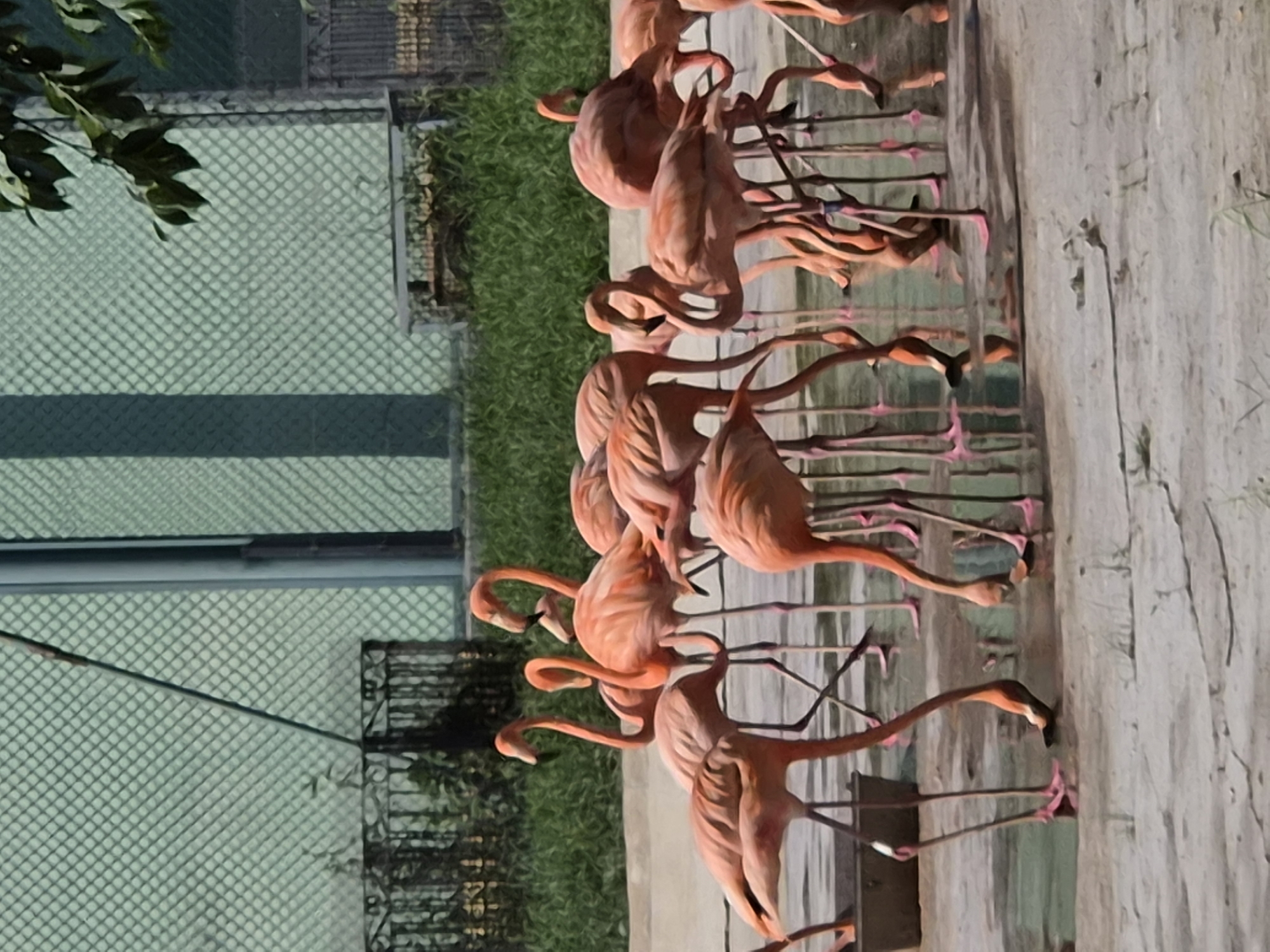 The image depicts a flock of flamingos gathered around a shallow body of water, their vibrant pink and orange plumage contrasting with the muted tones of their surroundings. The flamingos are in various poses, some standing tall with their necks arched, others bending down to drink or feed. The environment appears to be an enclosure, with a chain-link fence visible in the background. Green foliage is present, suggesting an outdoor habitat. The ground is a mix of sand and water. There are no people visible in the image. The image is set in the city of Qinhuangdao, China.