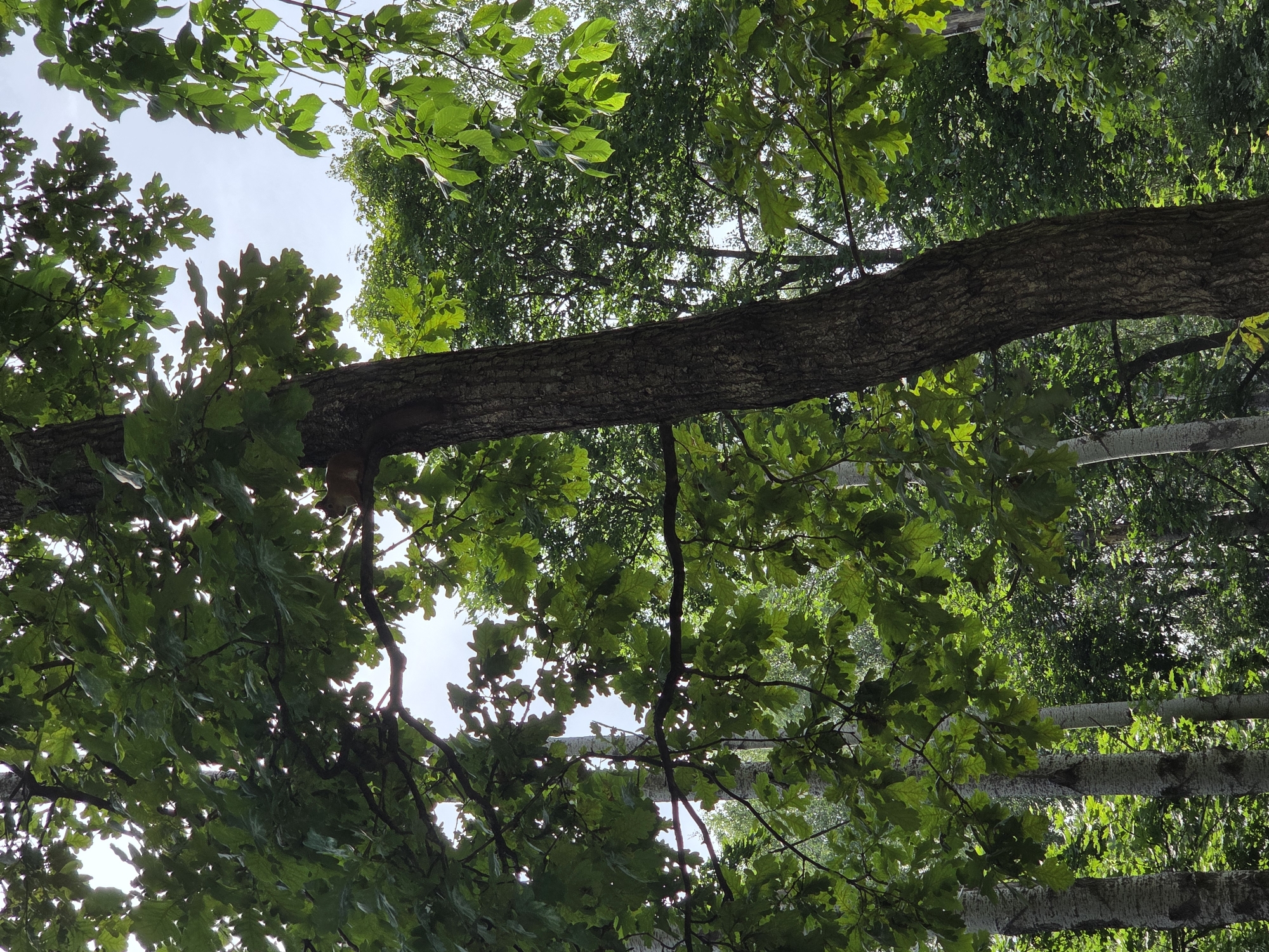 A squirrel is perched on a tree branch, partially hidden by green leaves. The squirrel is light brown in color and appears to be looking to the left. The tree it is on is thick and has rough bark. In the background, more trees and foliage are visible, suggesting a park or wooded area. The sky above is bright and overcast. The location is described as Zheleznogorsk, Russia.