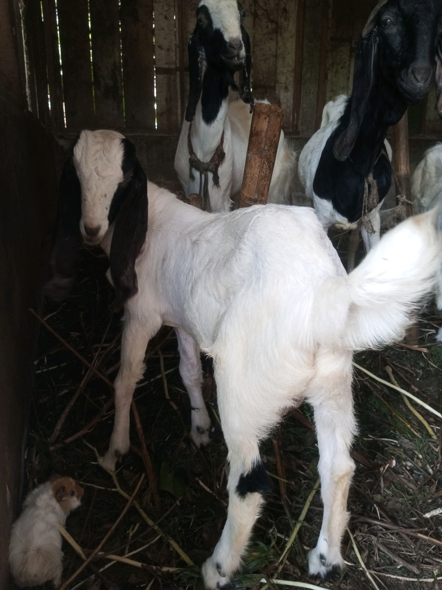 In a dimly lit, rustic enclosure constructed with vertical wooden planks, several goats of varying coloration stand on a floor covered with straw and dry branches. A large white goat with black markings on its ears is positioned in the foreground, facing away from the camera. Behind it, a black and white goat is partially visible, and another white goat with black markings is further back. To the far right, another black and white goat stands. In the lower left of the frame, a small, light-colored animal, possibly a guinea pig, is nestled amongst the straw. The scene appears to be a simple animal pen, possibly on a farm or rural property in Karangsari, Indonesia, given the natural setting and rudimentary construction.