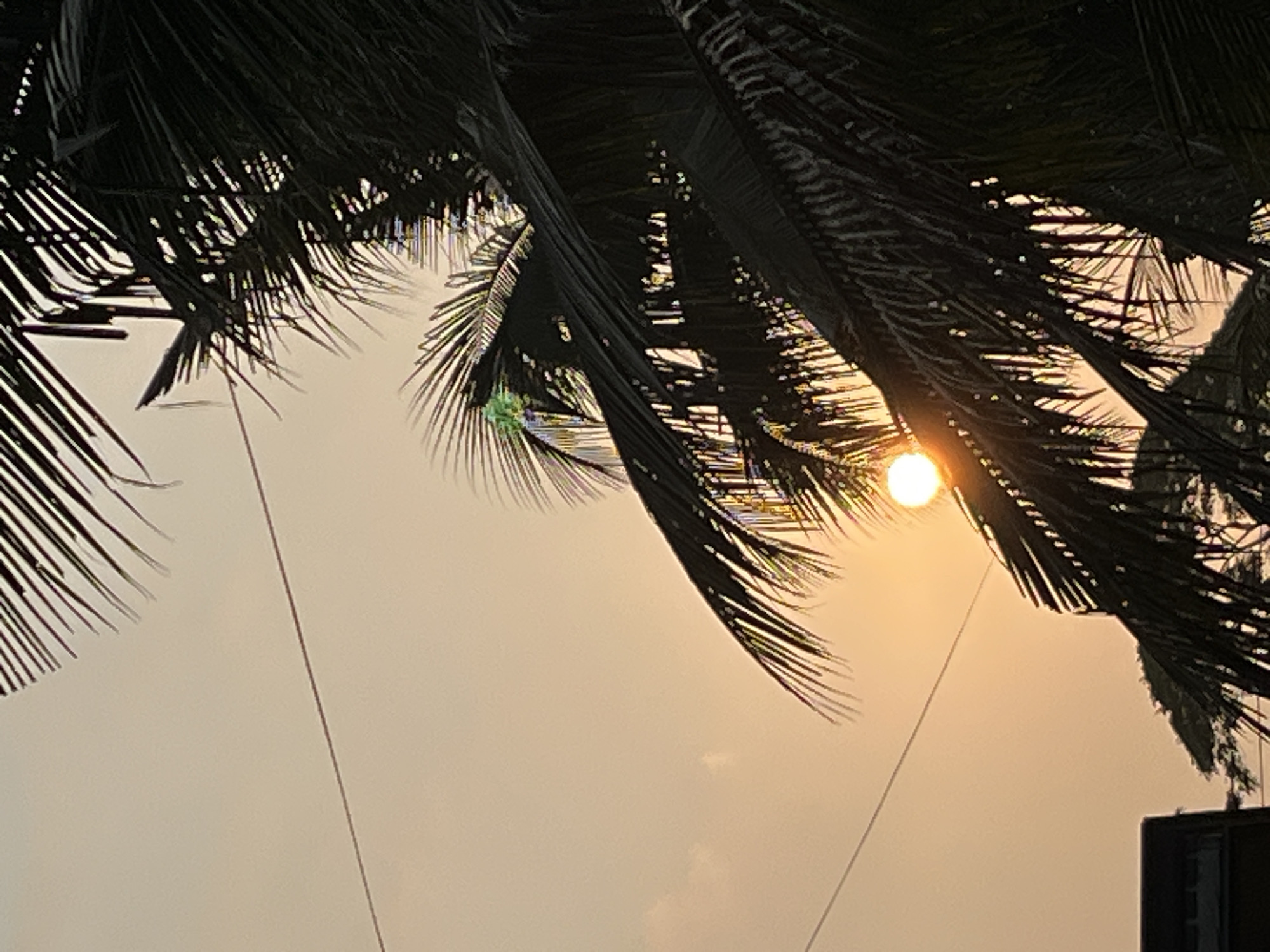 The image depicts a sunset in Tambakreja, Indonesia, viewed through the fronds of a palm tree. The sun, a bright orb, is partially obscured by the dark, silhouetted palm leaves. A thin power line stretches across the hazy, orange sky. In the lower left corner, a dark, flat-roofed structure, likely a building, is visible. The overall scene is one of tropical twilight, with the natural elements of the palm tree and the sunset dominating the frame.