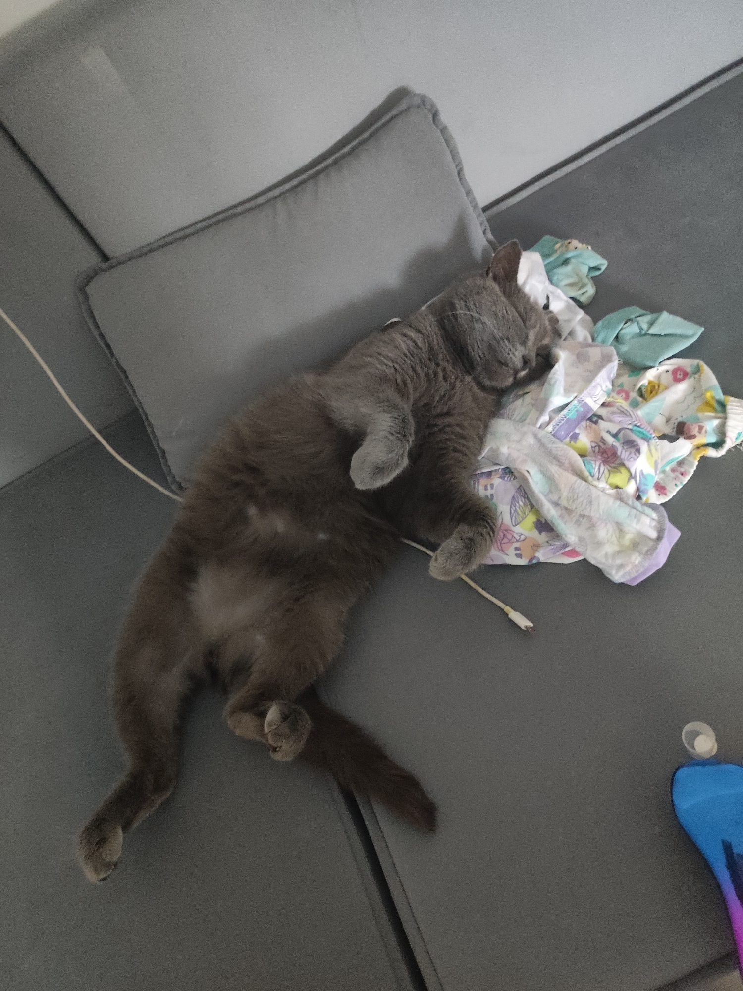 A gray cat is sleeping on a gray sofa, with its head resting on a pile of baby clothes. The cat is lying on its side with its legs curled up. A white cord is visible near the cat. A blue and purple object is in the lower right corner of the frame. The location is unknown and unrelated to Votkinsk, Russia.