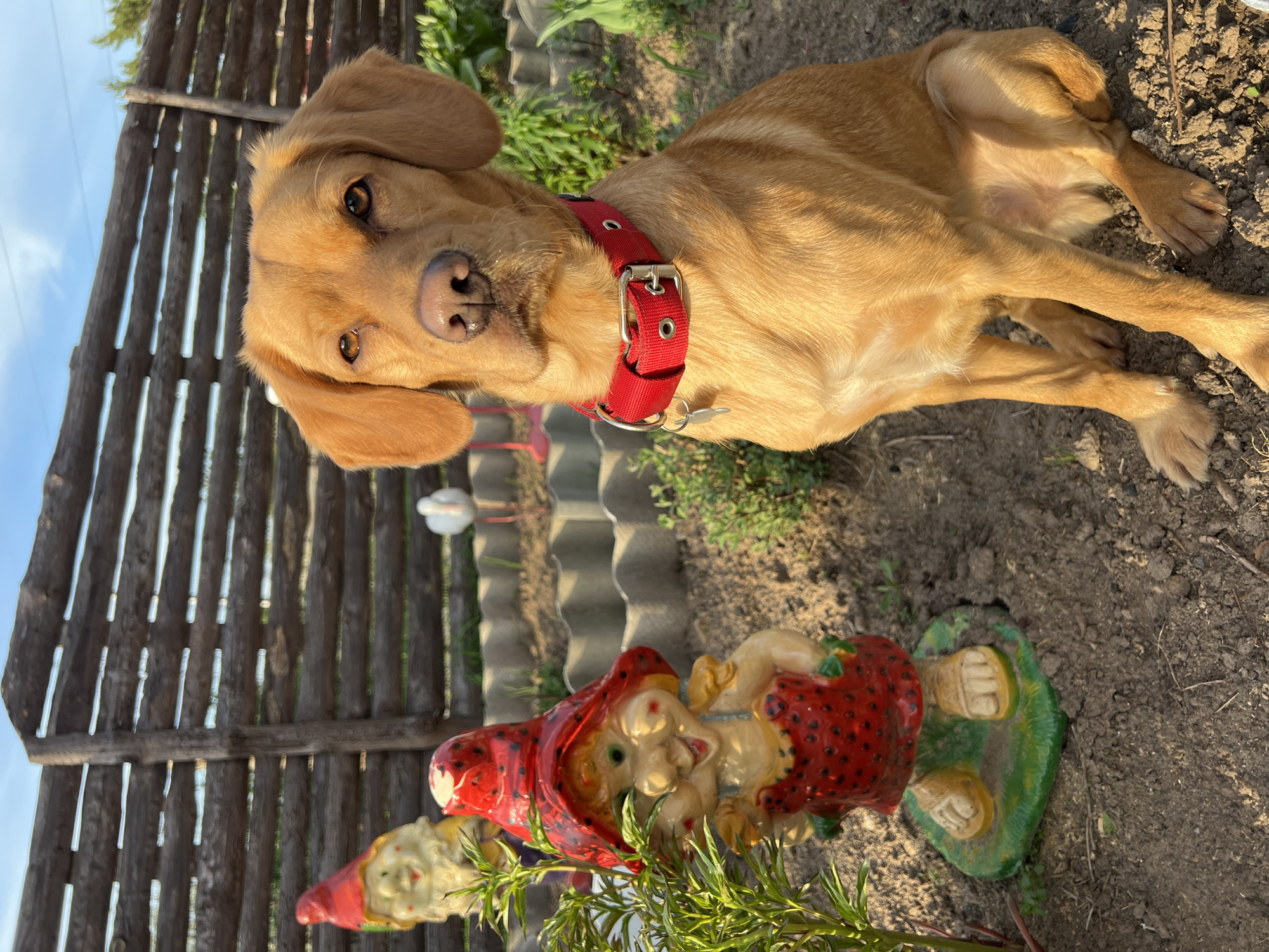 A golden-tan dog wearing a red collar lies on the ground next to a pair of garden gnome statues. The dog is positioned in the upper half of the frame, looking towards the camera with alert eyes. The garden gnomes, one taller than the other, are placed in the lower half of the frame and are decorated with red and white detailing. The surrounding environment consists of bare earth and sparse vegetation. A weathered wooden fence is visible in the background, along with sections of gray corrugated material. The location is in the city of Chaikovsky, Russia.