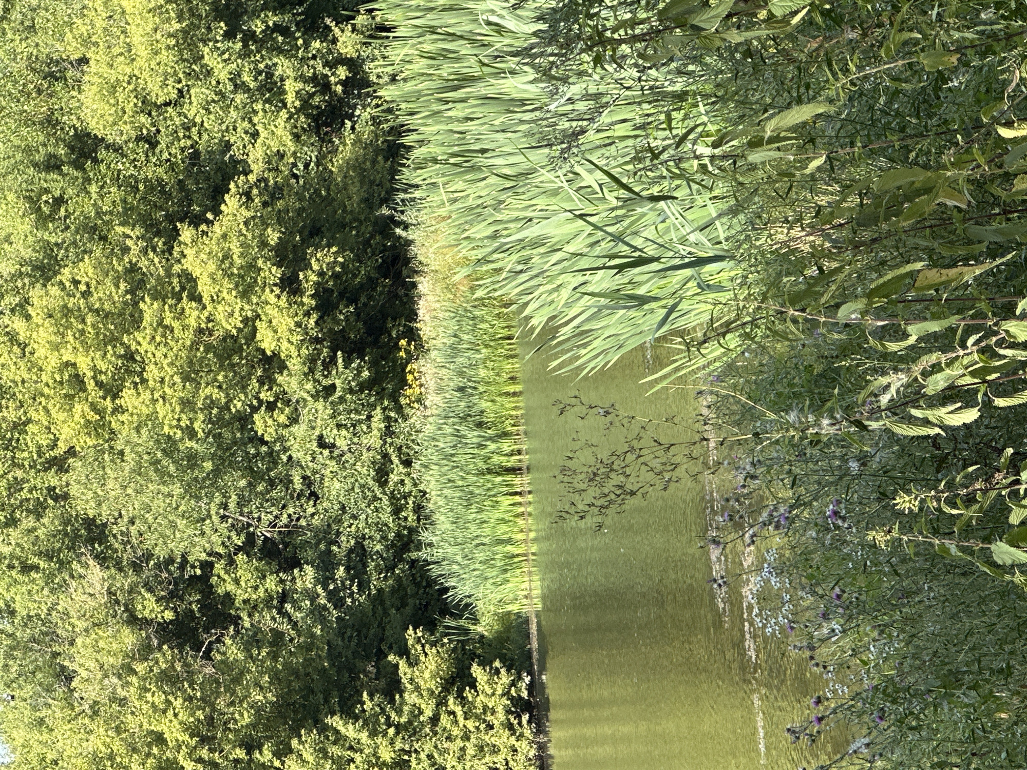 The image depicts a natural landscape scene adjacent to a body of water. In the foreground, there is lush green vegetation, including tall reeds growing along the water's edge and smaller wildflowers. The water itself appears calm and has a greenish hue, with some subtle reflections on its surface. Behind the reeds, a dense forest with trees displaying vibrant green foliage forms the background. The overall impression is one of a serene, undeveloped natural area.
The location is identified as a city park in Makiv, Ukraine. The specific park is not named in the provided information, but the scene suggests an area designed for recreation and enjoyment of nature within the urban environment. The time of day appears to be daytime, likely late morning or afternoon, given the brightness of the sunlight and the shadows cast by the trees. There are no people visible in the image.