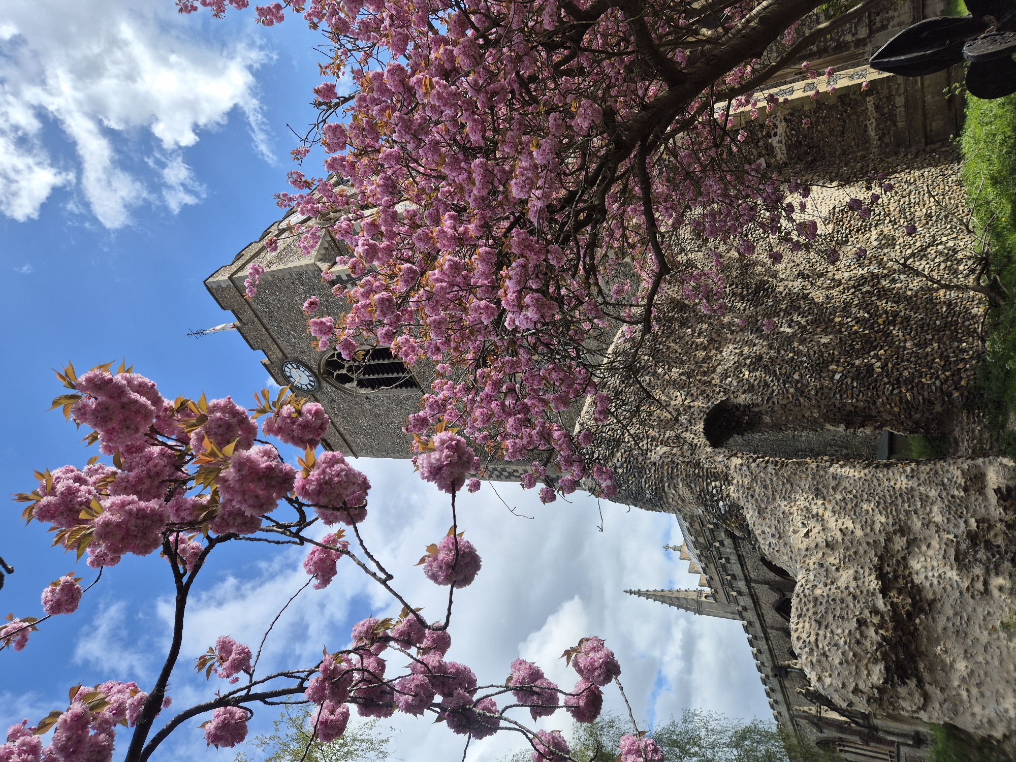The image depicts a low-angle view of a stone church tower adorned with a clock face, framed by blooming pink cherry blossom trees against a partly cloudy blue sky. The building's construction features a textured stone facade, and a section of its structure includes an arched opening. The location is likely in West Suffolk, United Kingdom.