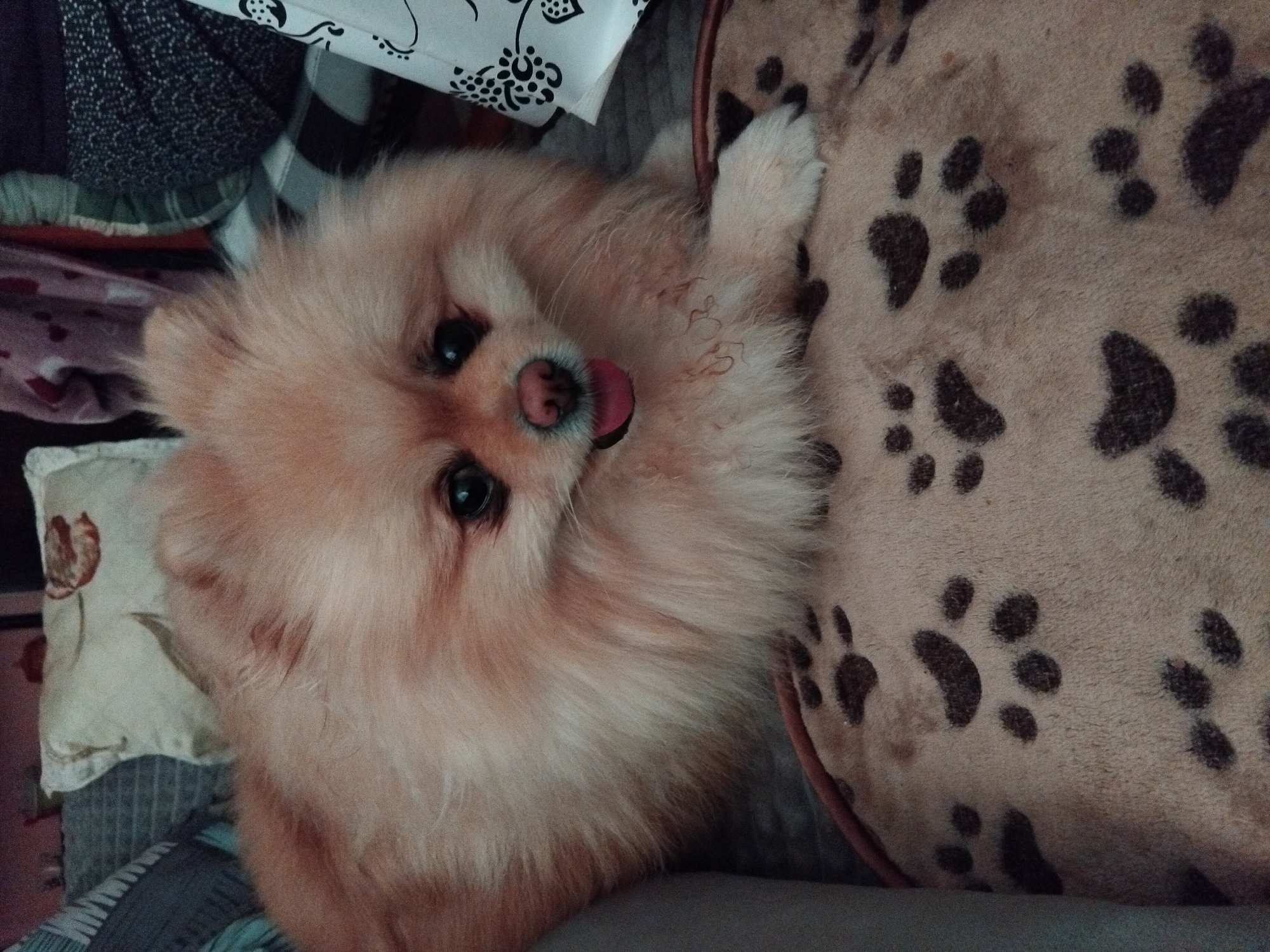 A fluffy Pomeranian dog with light brown fur lies on a blanket with paw print patterns. The dog's tongue is slightly out, and its eyes are dark. The background shows pillows and blankets, suggesting an indoor setting, likely a home in Apriltsi, Bulgaria.