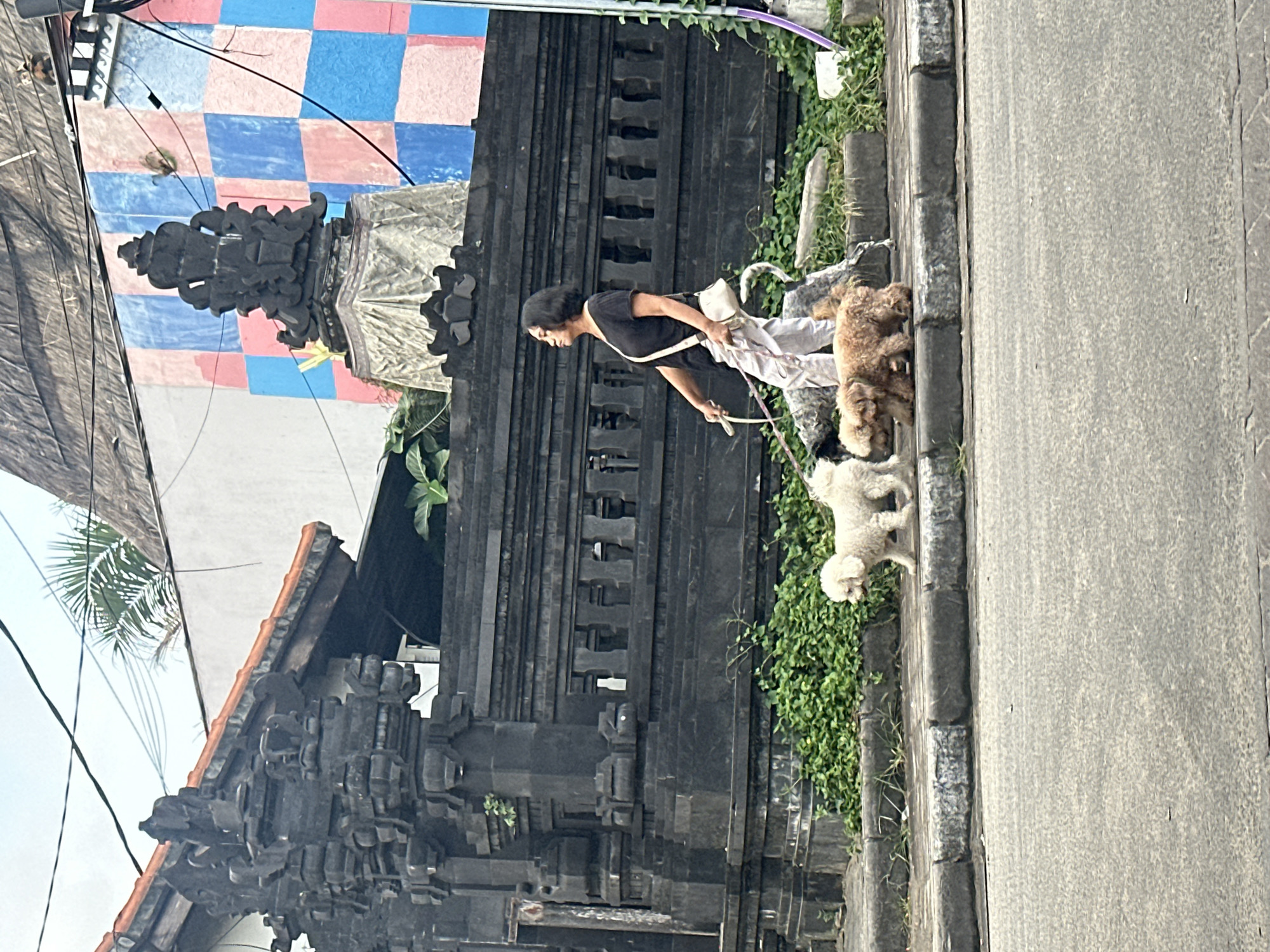 A medium-shot, eye-level, outdoor photograph captures a woman walking three dogs on a sidewalk in North Kuta, Indonesia. The woman, with dark hair and wearing a black t-shirt and light-colored pants, walks from left to right across the frame. She holds leashes for three small dogs: a white poodle on the left, a darker-colored dog behind it, and a brown poodle on the right. The dogs are on the sidewalk, which is bordered by a road on the left and a dense green bush on the right. Behind the bush is a dark, intricately carved stone wall and gate, typical of Balinese architecture. Further in the background, a wall is painted in a checkerboard pattern of pink and blue squares. The sky above is overcast.