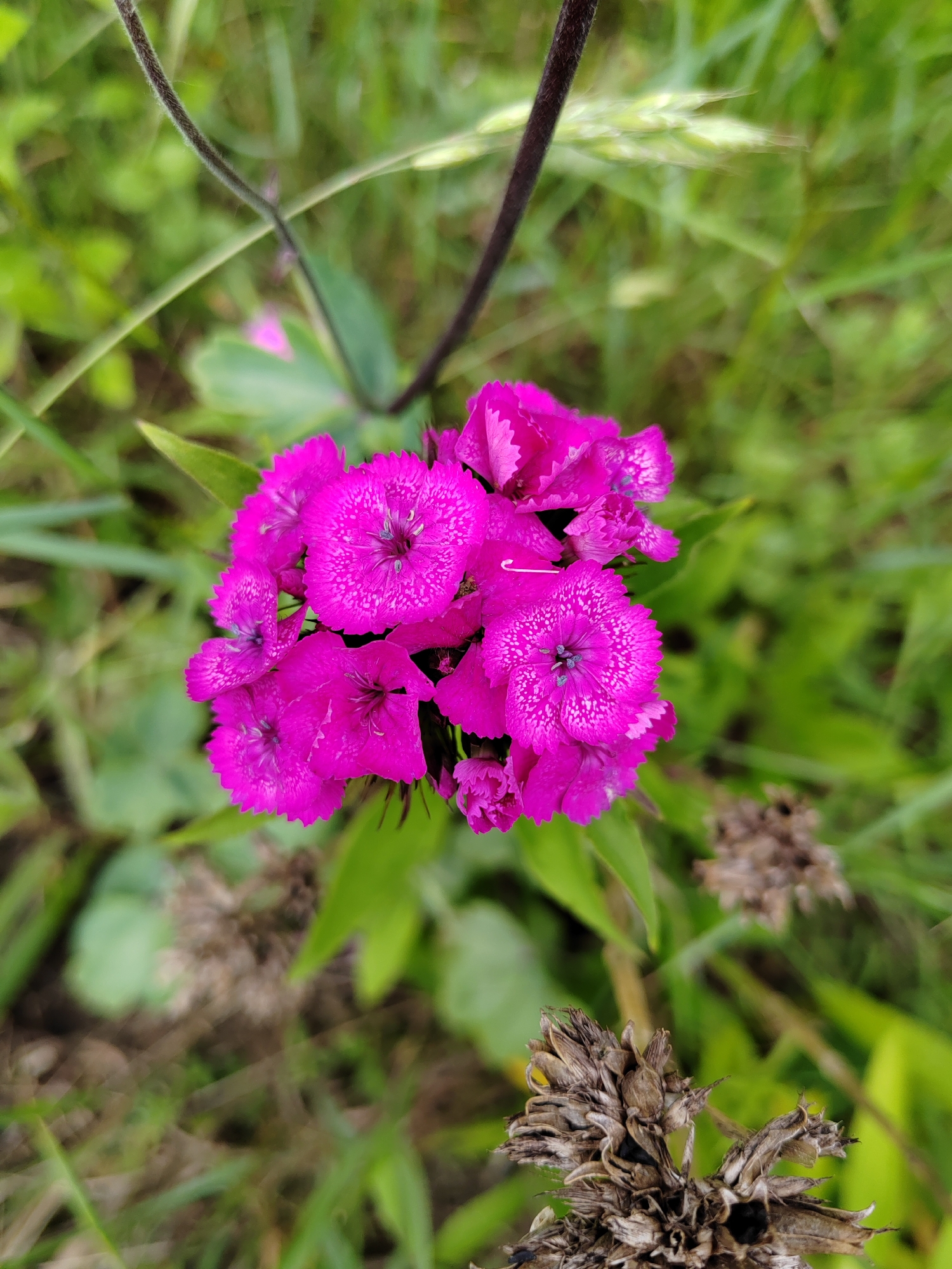 The image shows a close-up, overhead view of a cluster of vibrant pink dianthus flowers in a natural outdoor setting. The flowers are the primary subject, with their delicate, fringed petals and intricate patterns clearly visible. The background is a soft blur of green foliage and some dry, brown seed heads, suggesting a garden or meadow environment. The lighting is natural and appears to be from above, casting subtle shadows on the petals. The focus is sharp on the flowers, creating a bokeh effect in the background. The location is specified as Воўчынскі сельскі Савет, Belarus. There are no people, animals, or man-made structures depicted in the image. The overall impression is one of natural beauty and floral detail.