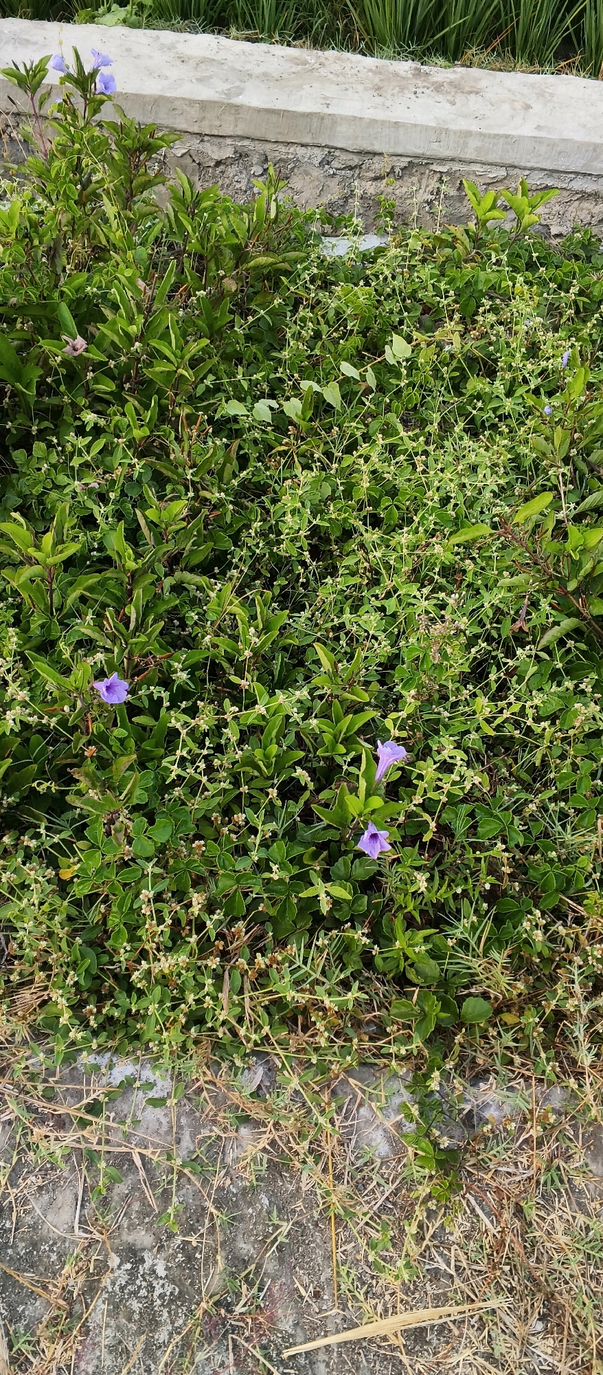 The image shows a dense ground cover of green foliage with small, light-colored flowers, interspersed with larger green leaves and stems. In the upper left quadrant of the image, there are three small, light purple flowers on a stem. In the lower center and lower right, there are additional small light purple flowers. The foliage appears to be growing along a textured gray concrete edge, with some dry grass and debris at the bottom of the frame. The scene is set outdoors.