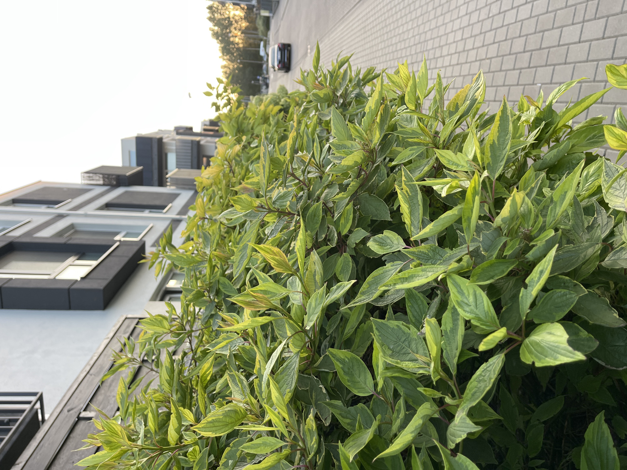 The image depicts a residential area, possibly a modern apartment complex, in Warsaw, Poland. In the foreground, a lush green bush with variegated leaves, displaying shades of green and yellow, dominates the frame. Behind the bush, a multi-story building with a light-colored facade, dark window frames, and balconies is visible. To the right of the building, a paved sidewalk with a gray brick pattern leads to a street. A black car is driving away from the camera on the street, which is lined with trees in the background. The lighting suggests it is either sunrise or sunset, casting a warm glow on the scene.