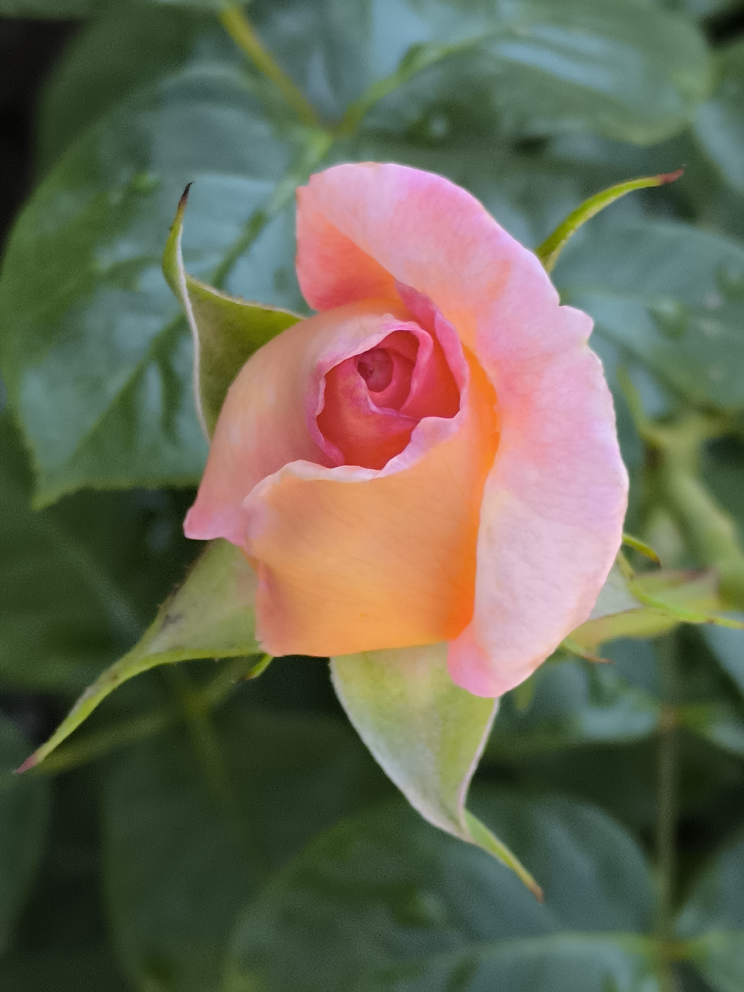 A close-up, eye-level shot captures a partially opened pink and orange rosebud against a background of dark green foliage. The rose is the central focus, with its delicate petals unfurling to reveal a deeper pink center. The petals exhibit a gradient of color, transitioning from a soft peach at the base to a vibrant pink towards the top. Green sepals curve protectively around the base of the bud. The foliage behind the rose is lush and slightly out of focus, creating a soft bokeh effect that further emphasizes the rose. The lighting appears to be natural, possibly from an overcast sky, as there are no harsh shadows and the colors are rendered softly. The scene is devoid of human presence or any man-made objects. The location is identified as Dercekliai, Lithuania, suggesting a natural outdoor setting, likely a garden or park.